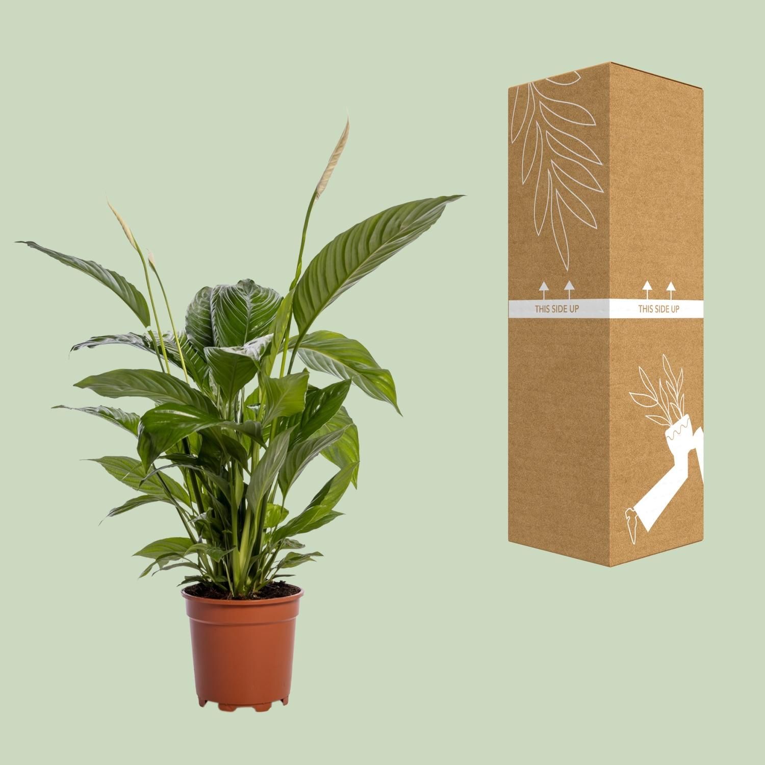 Spathiphyllum Bingo Cupido (12238)