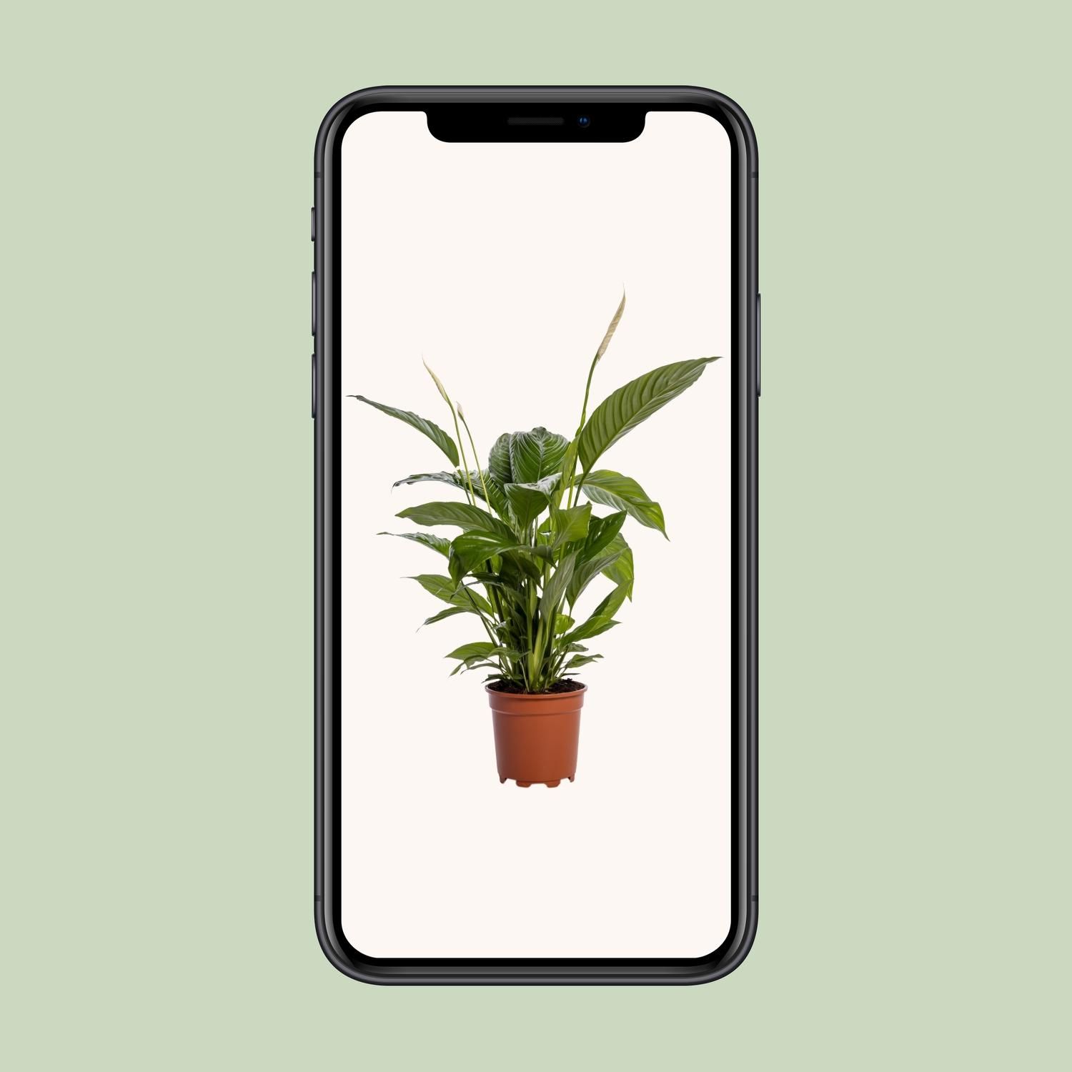 Spathiphyllum Bingo Cupido (12238)