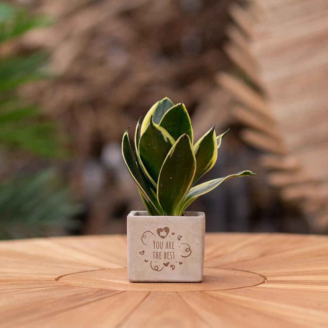 Congreet plantpots + Sansevieria | You are the best (8721225131509)