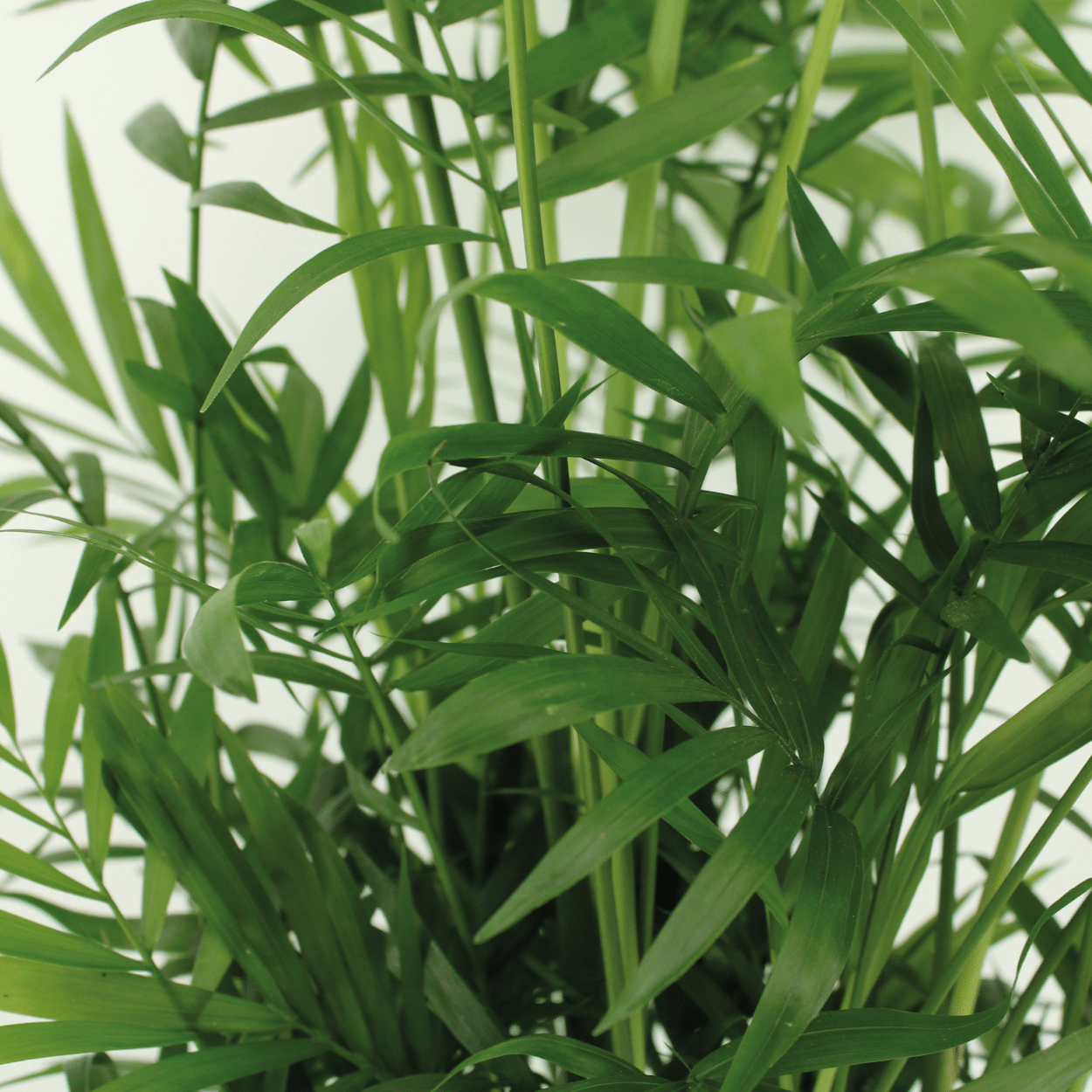Chamaedorea Elegans (Mexicaanse Bergpalm) - 2 stuks (10234)