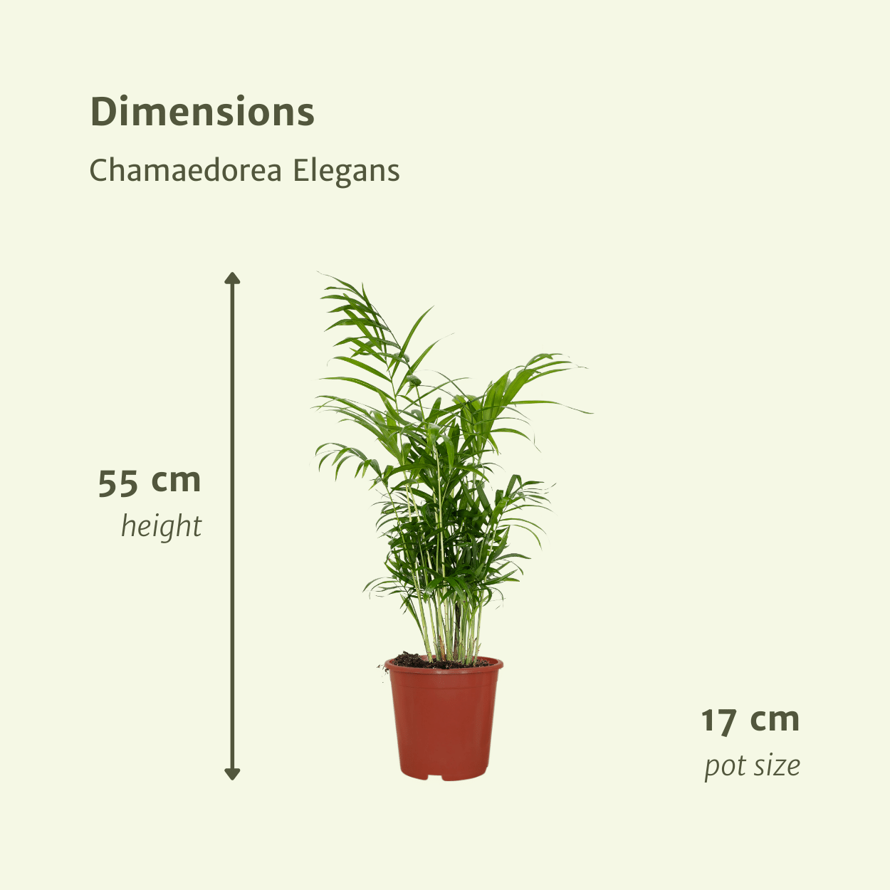 Chamaedorea Elegans (Mexicaanse Bergpalm) - 2 stuks (10234)