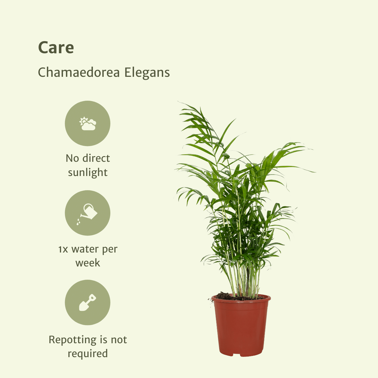 Chamaedorea Elegans (Mexicaanse Bergpalm) - 2 stuks (10234)