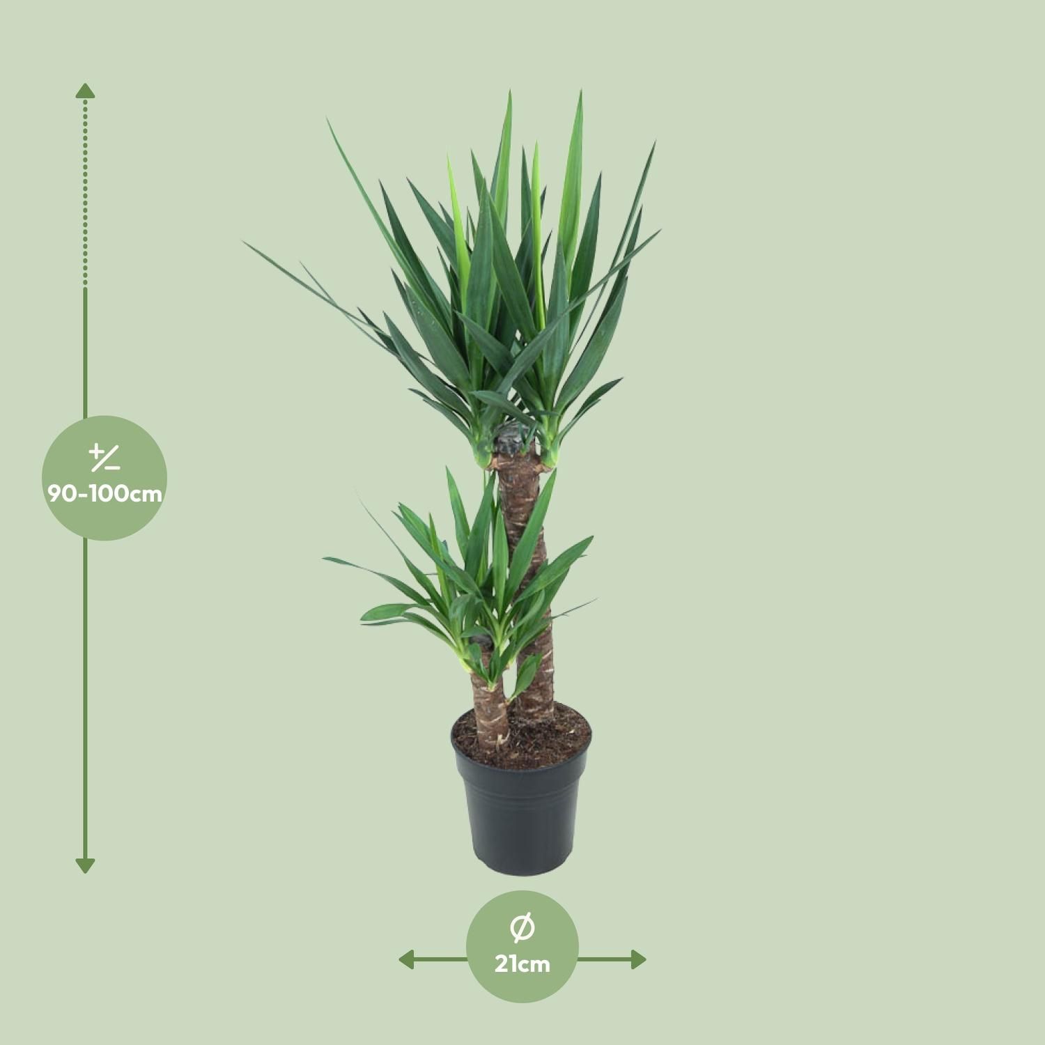 Yucca Elephantipes (12149)