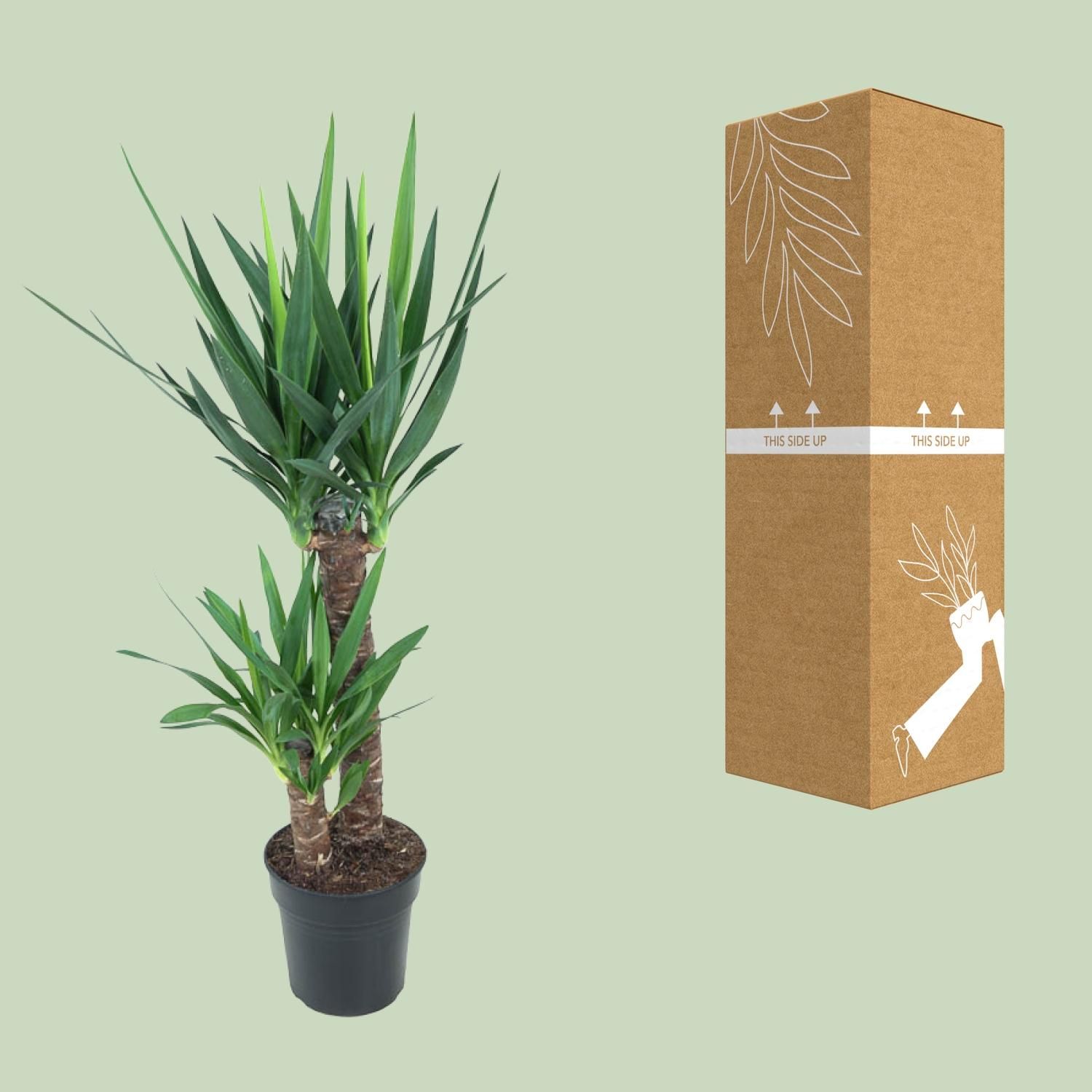 Yucca Elephantipes (12149)