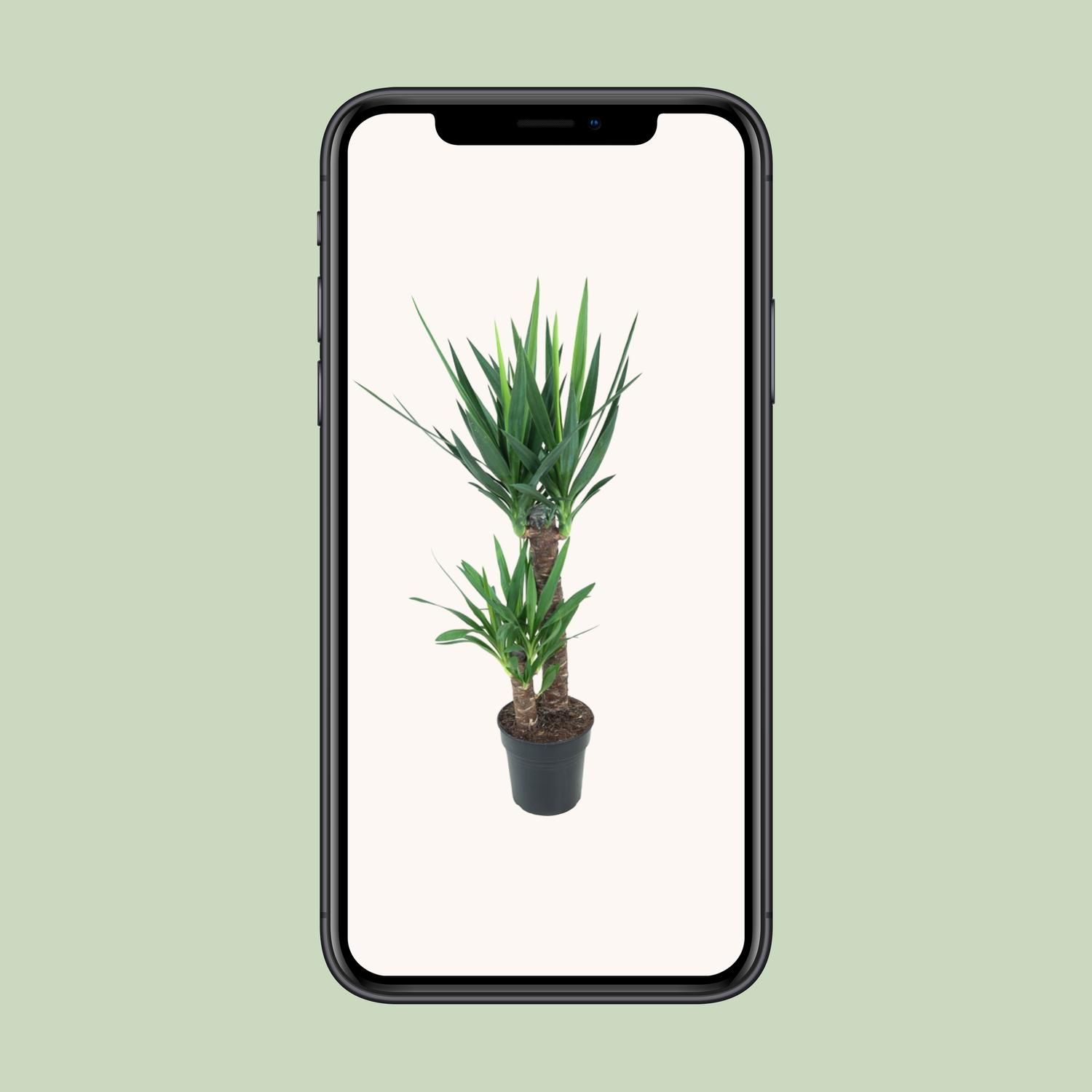 Yucca Elephantipes (12149)