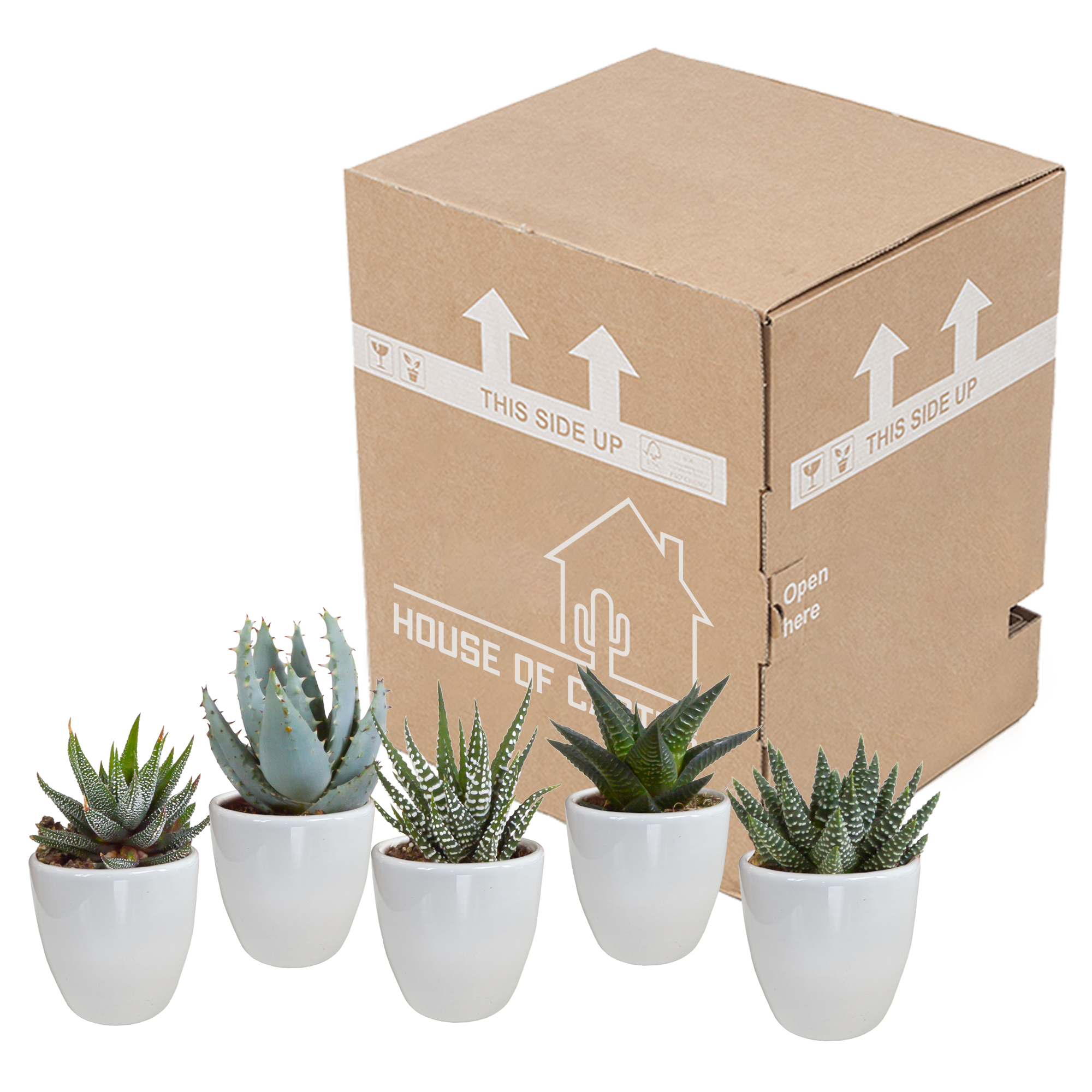 House of cactus Gasteria/Haworthia mix 5,5cm - in witte pot - 5x (8720618070128)