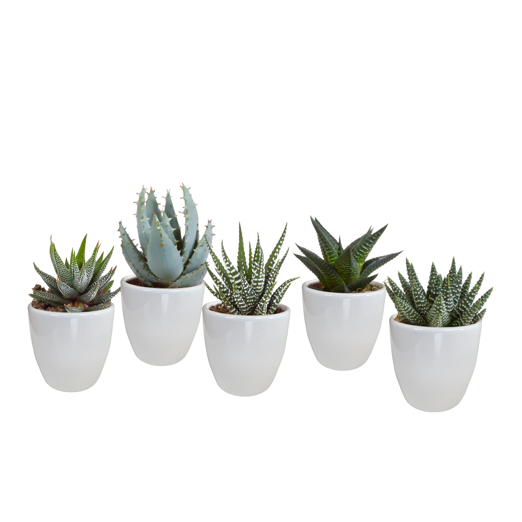 House of cactus Gasteria/Haworthia mix 5,5cm - in witte pot - 5x (8720618070128)