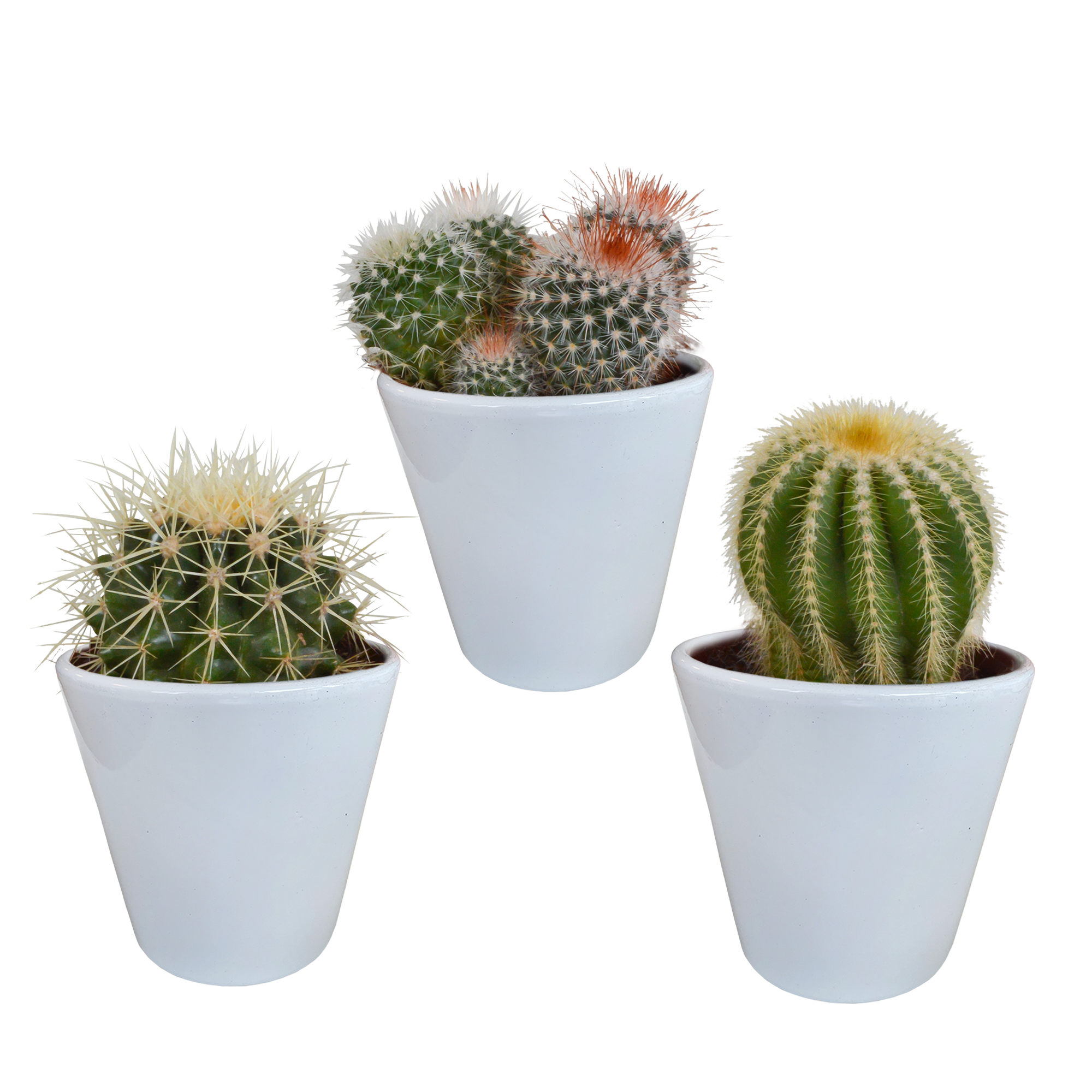 House of cactus Bolcactus mix 8,5 cm | 3 stuks - in witte pot (8720618070159)