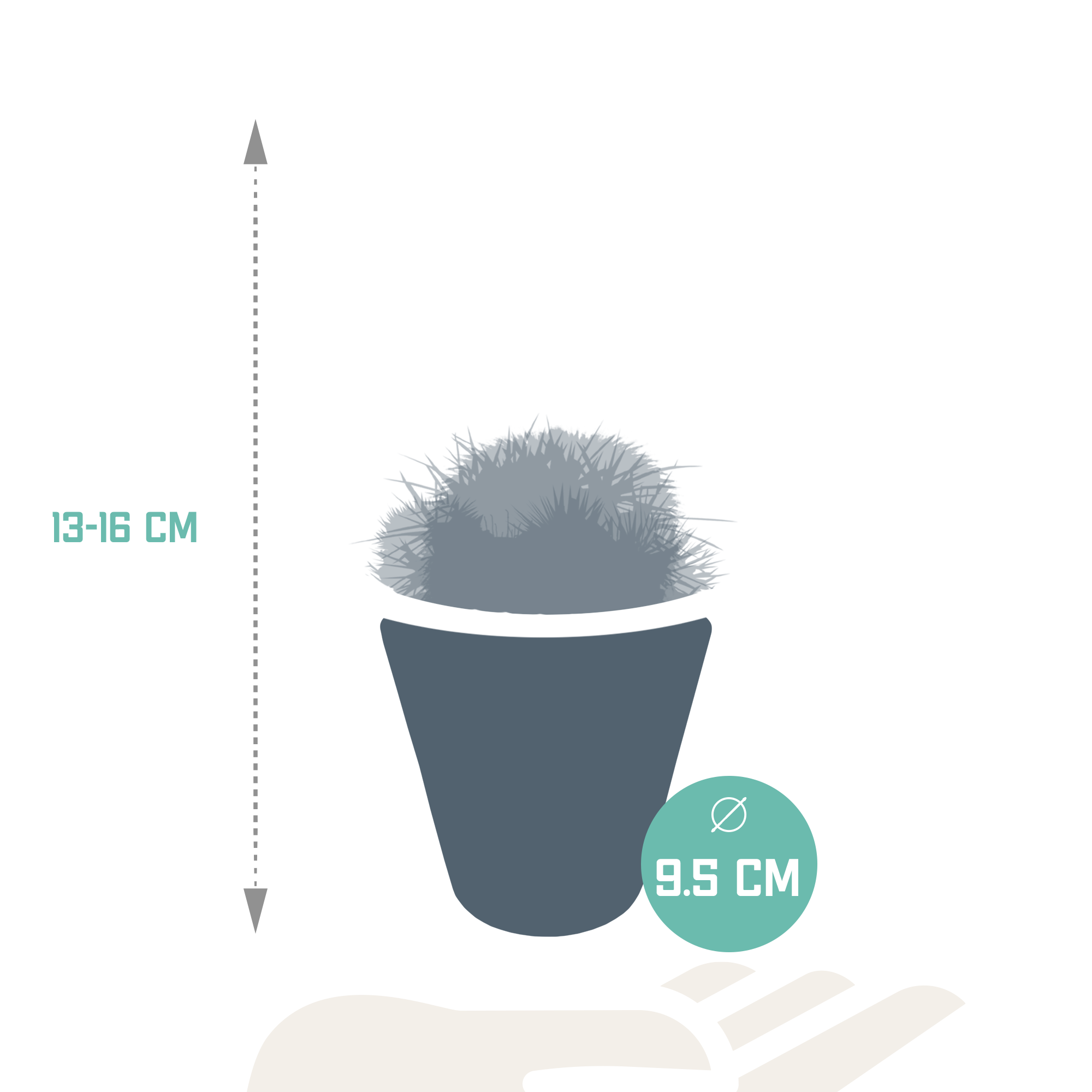 House of cactus Bolcactus mix 8,5 cm | 3 stuks - in witte pot (8720618070159)