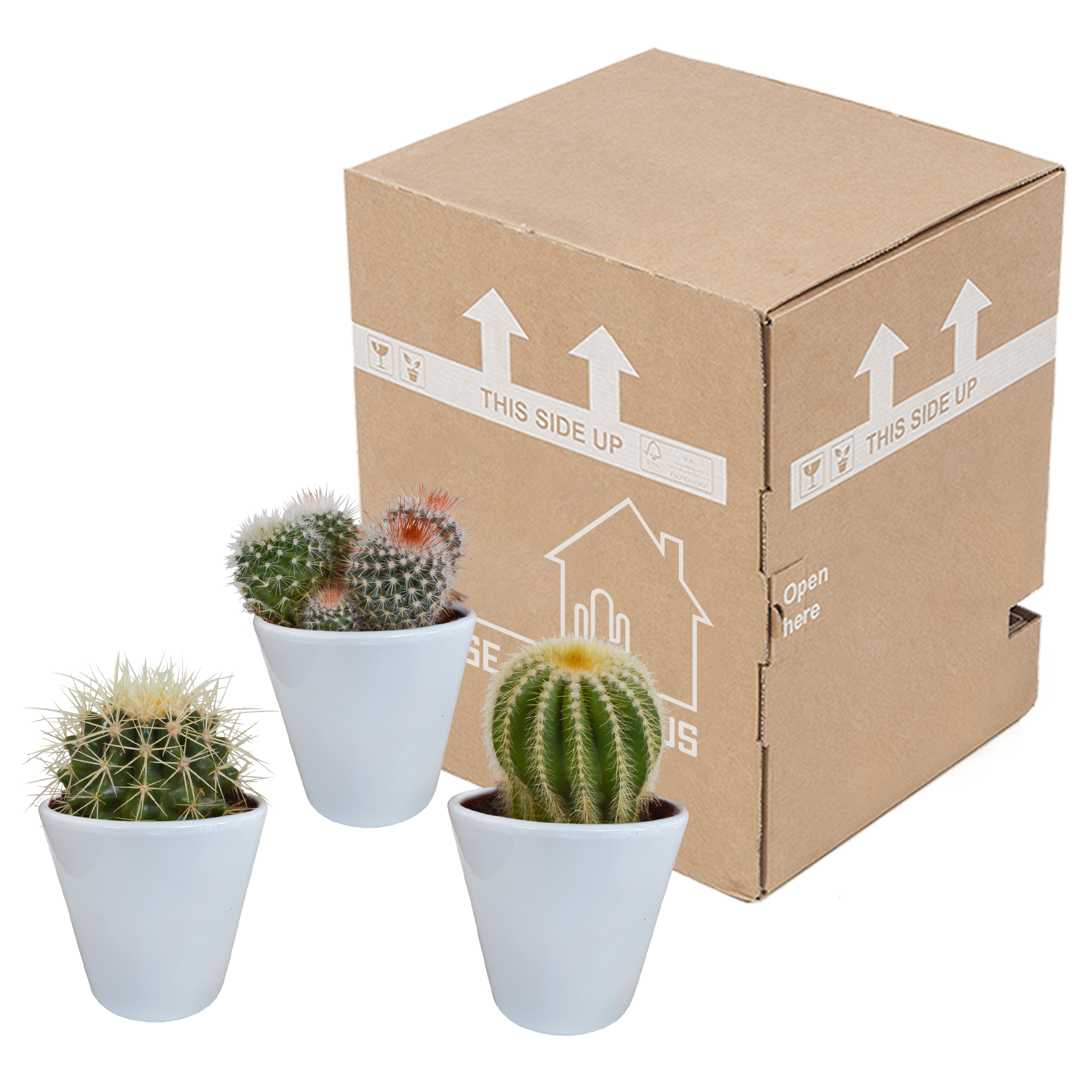 House of cactus Bolcactus mix 8,5 cm | 3 stuks - in witte pot (8720618070159)