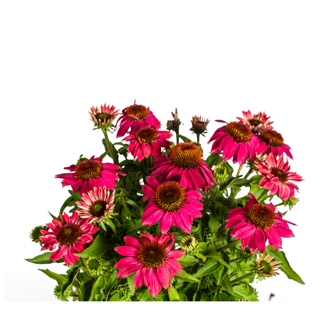 Echinacea Purpurea Purple Ø19cm - ↕60 (49990)