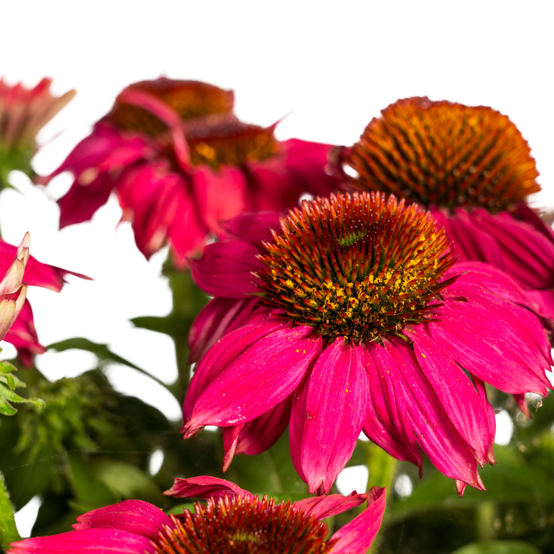 Echinacea Purpurea Purple Ø19cm - ↕60 (49990)