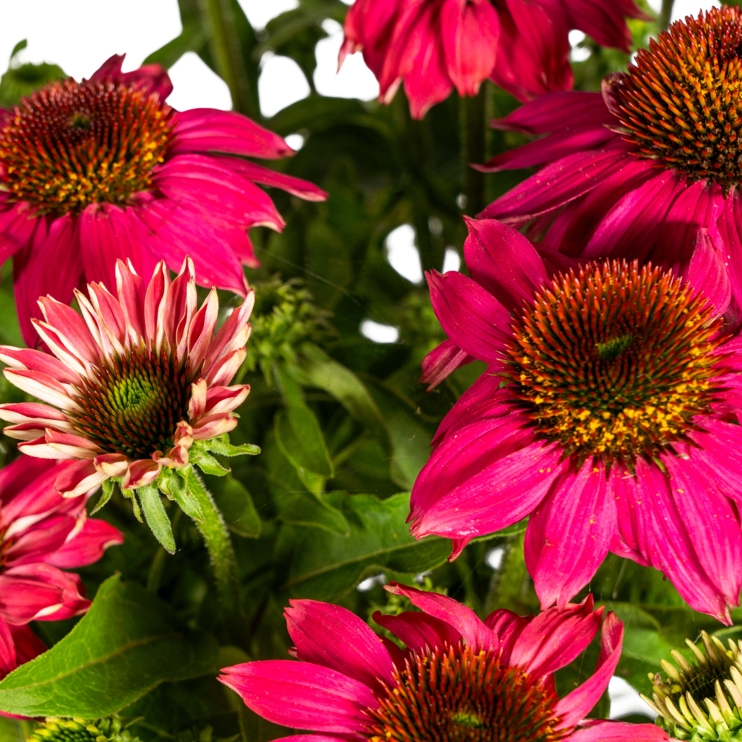 Echinacea Purpurea Purple Ø19cm - ↕60 (49990)