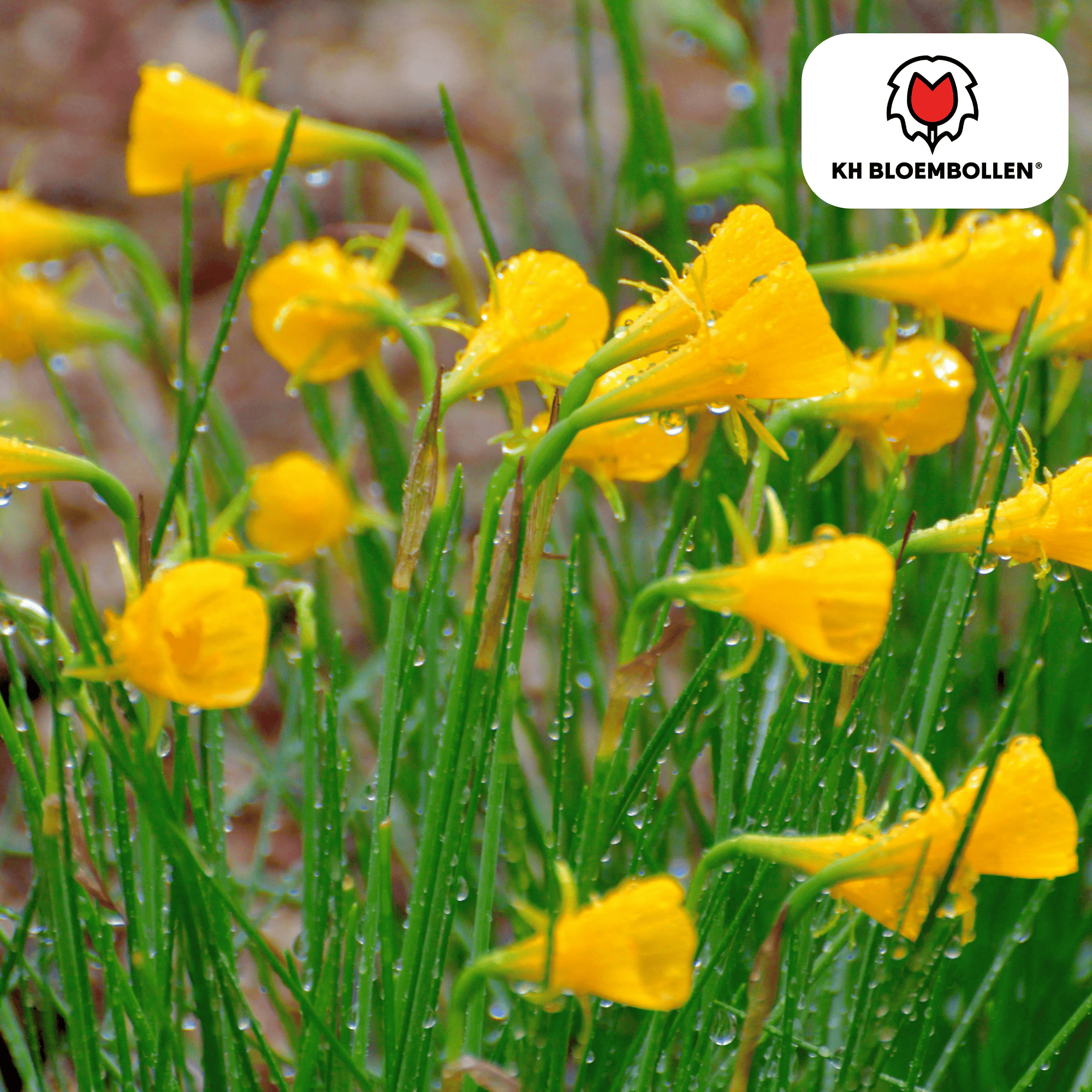 Kh bloembollen Narcis Golden Bells 25 stuks (51389)