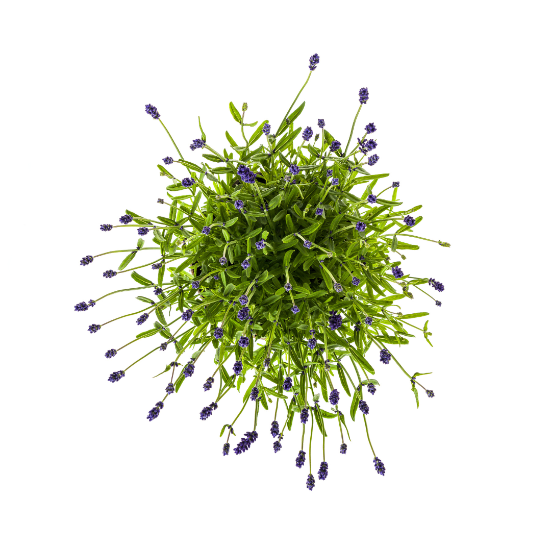 4x Lavandula Angustifolia Ø19cm - ↕40 (50073)