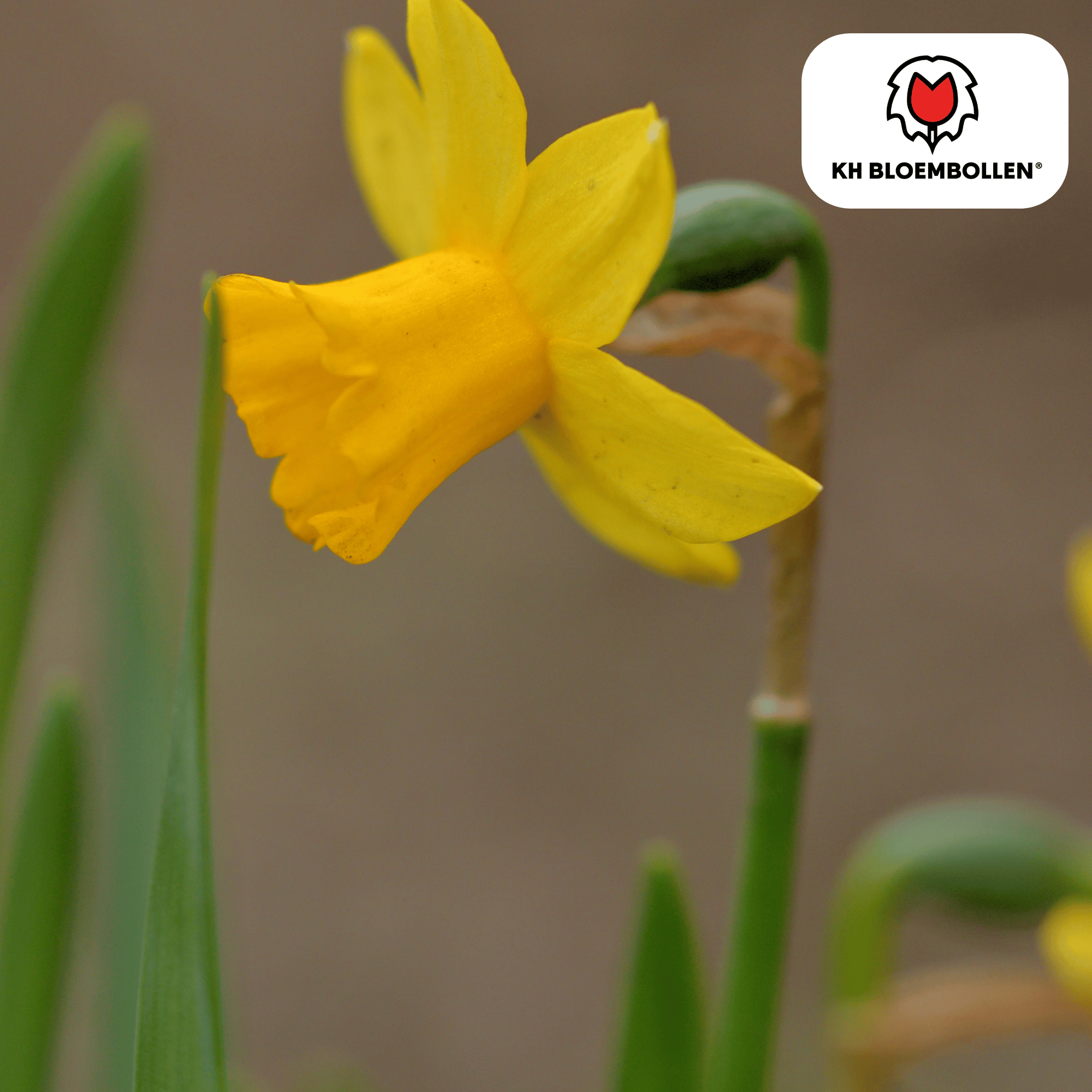 Kh bloembollen Narcis Tête à Tête 25 stuks (51383)