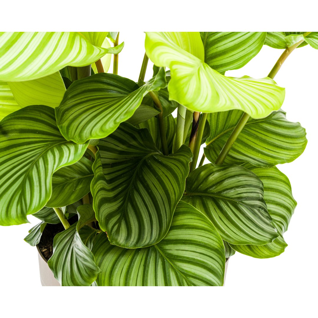 Calathea Orbifolia Ø27cm - ↕70 (4250308313715)