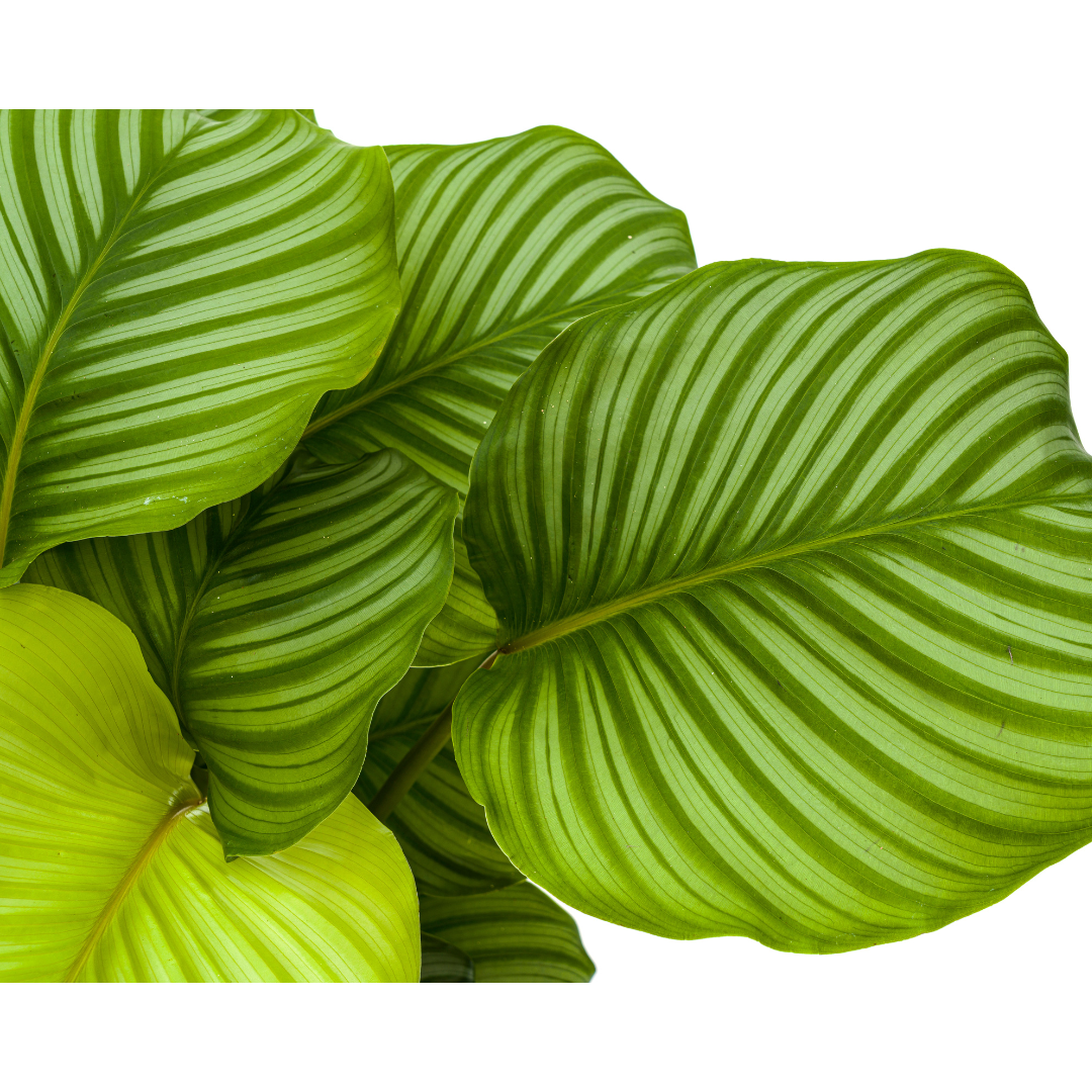 Calathea Orbifolia Ø27cm - ↕70 (4250308313715)