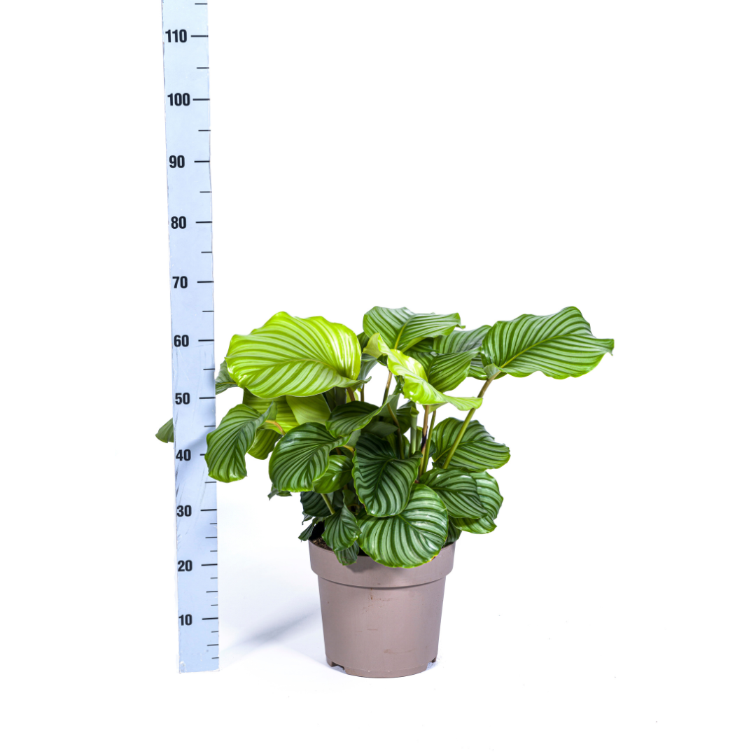 Calathea Orbifolia Ø27cm - ↕70 (4250308313715)