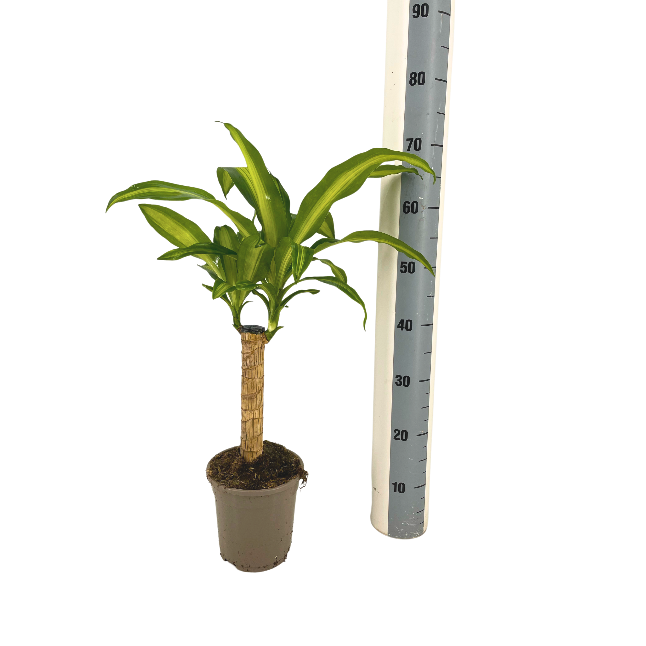 Dracaena Fragrans Massangeana Ø17cm - ↕60 (4250308315887)