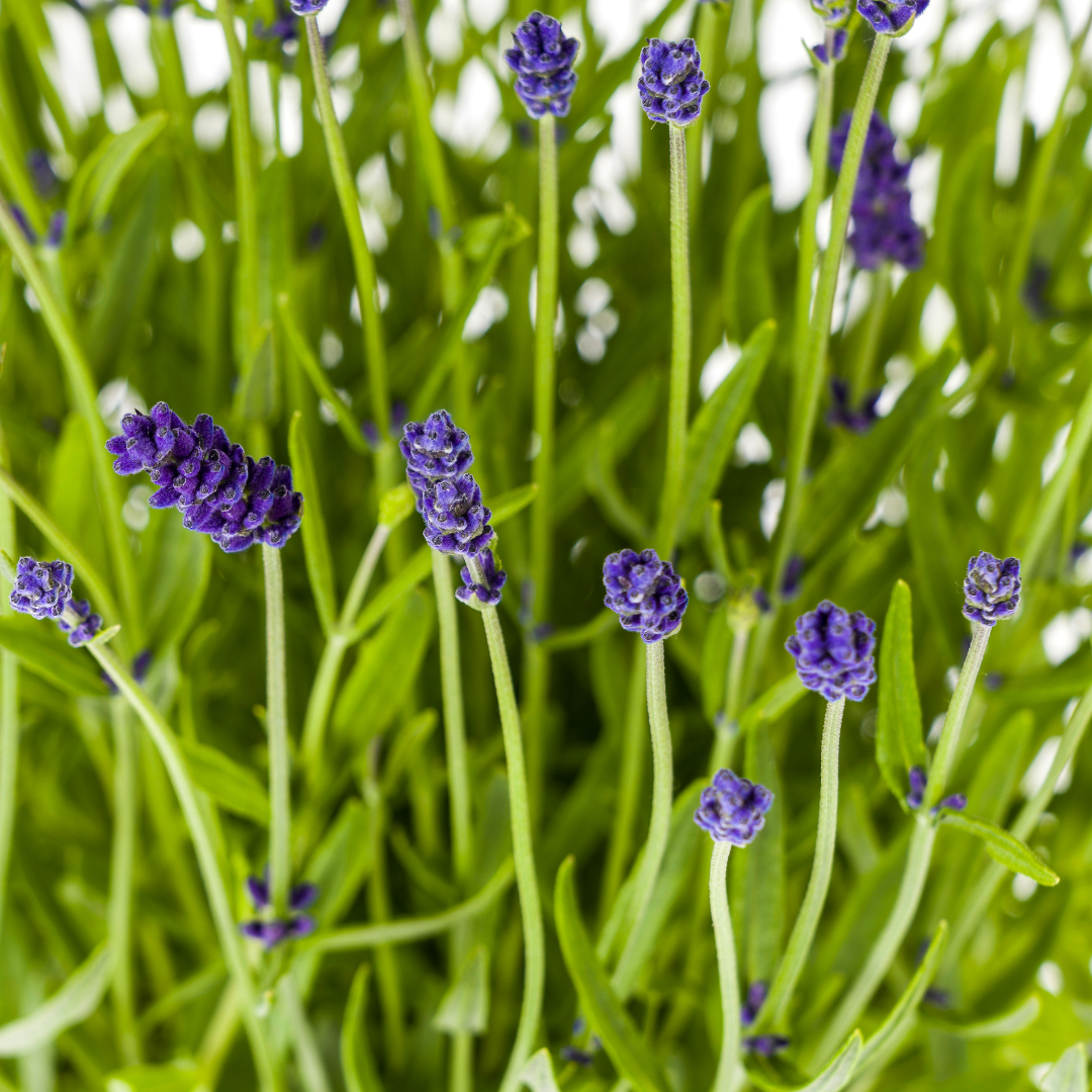 2x Lavandula Angustifolia Ø19cm - ↕40 (49835)
