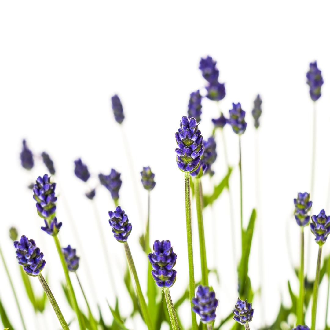 2x Lavandula Angustifolia Ø19cm - ↕40 (49835)