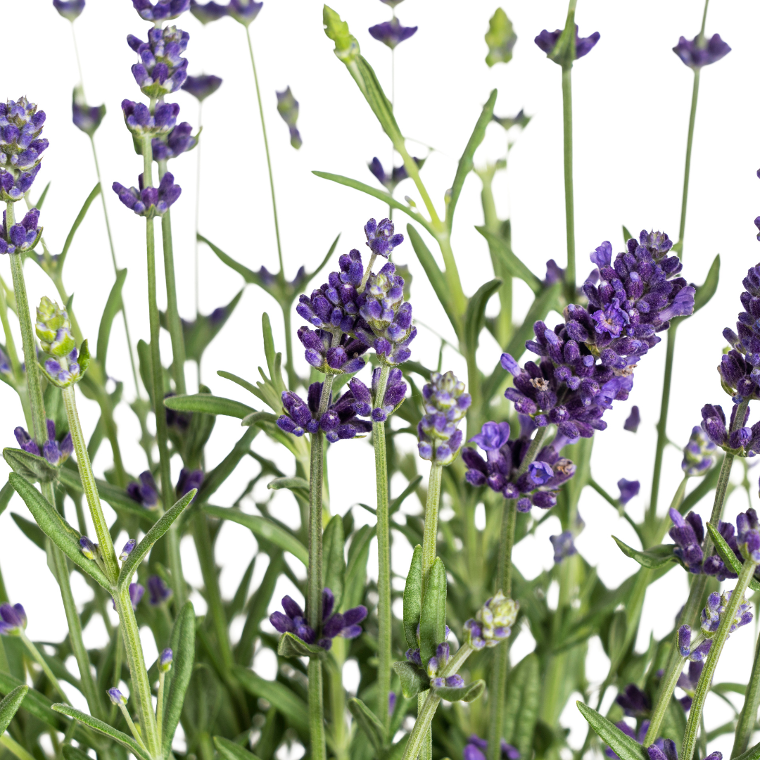 8x Lavandula Angustifolia Ø13cm - ↕30 (4250308309213)