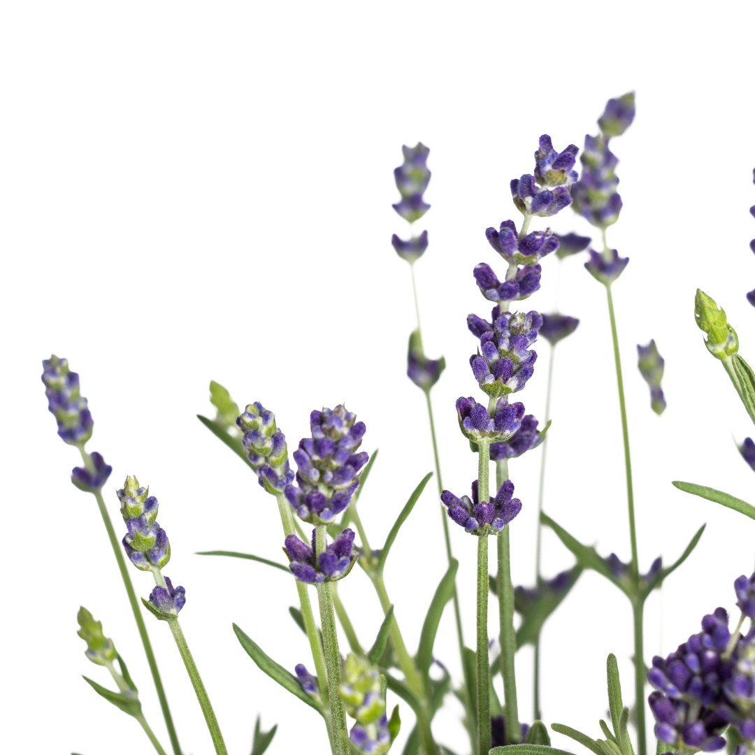 8x Lavandula Angustifolia Ø13cm - ↕30 (4250308309213)