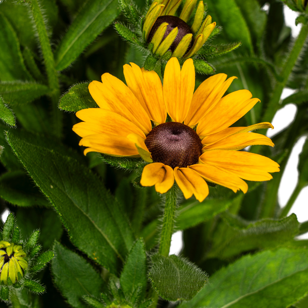 Rudbeckia Summerina Ø19cm - ↕45 (4250308309138)