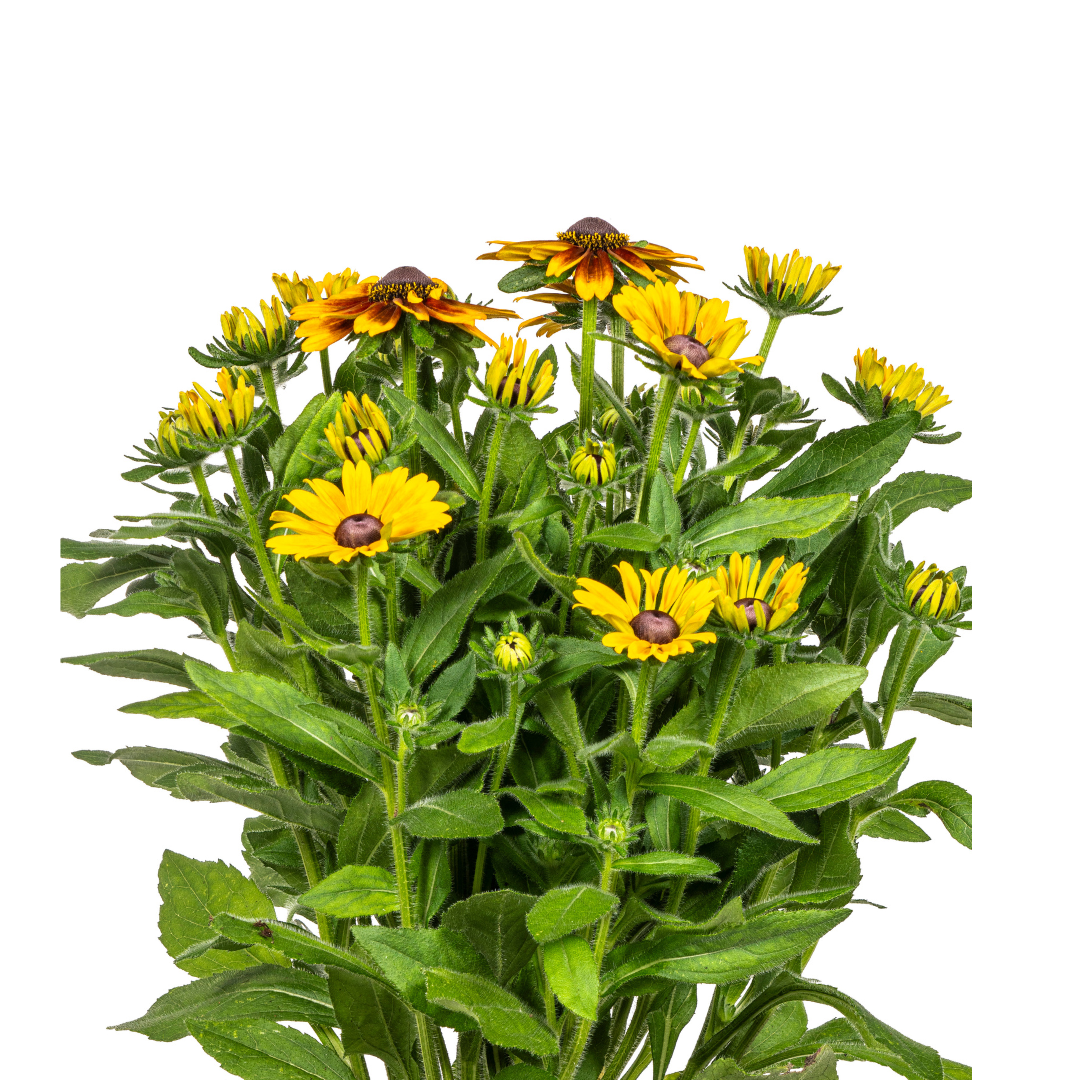 Rudbeckia Summerina Ø19cm - ↕45 (4250308309138)