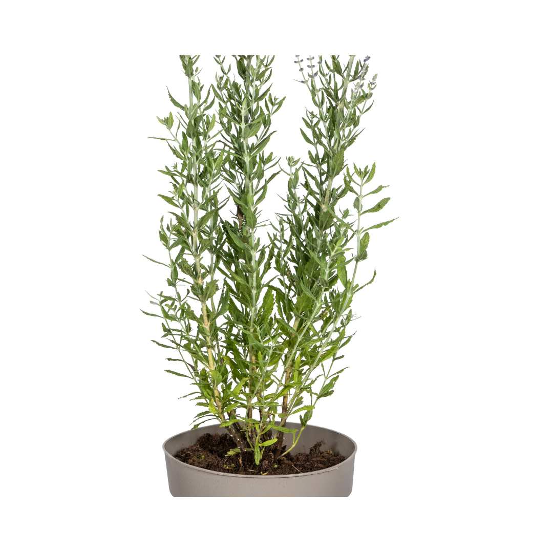 Perovskia Atriplicifolia Ø19cm - ↕50 (4250308331016)