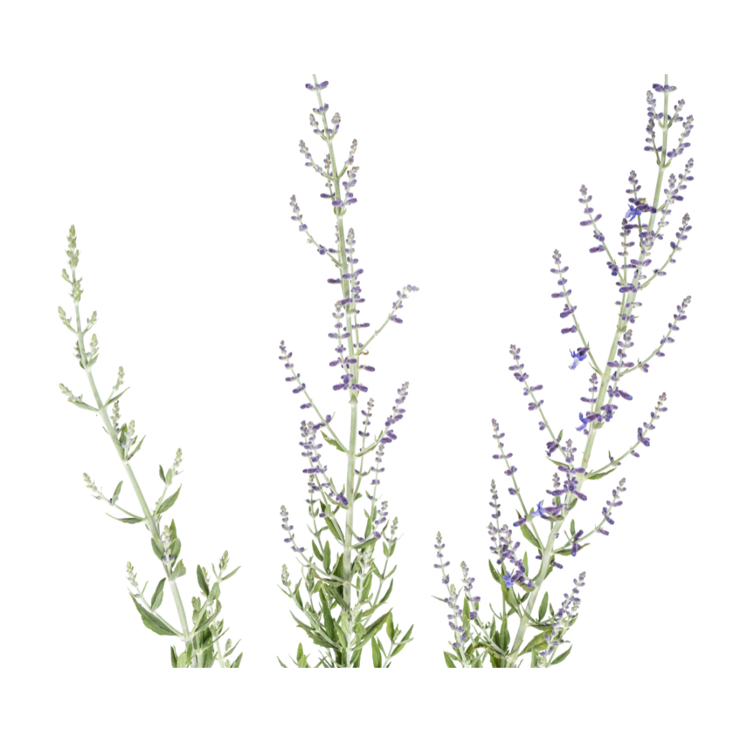 Perovskia Atriplicifolia Ø19cm - ↕50 (4250308331016)
