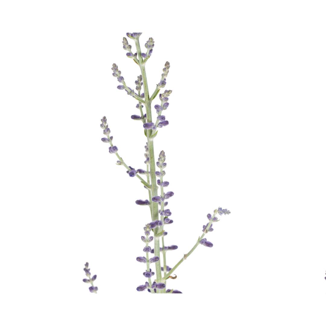 Perovskia Atriplicifolia Ø19cm - ↕50 (4250308331016)