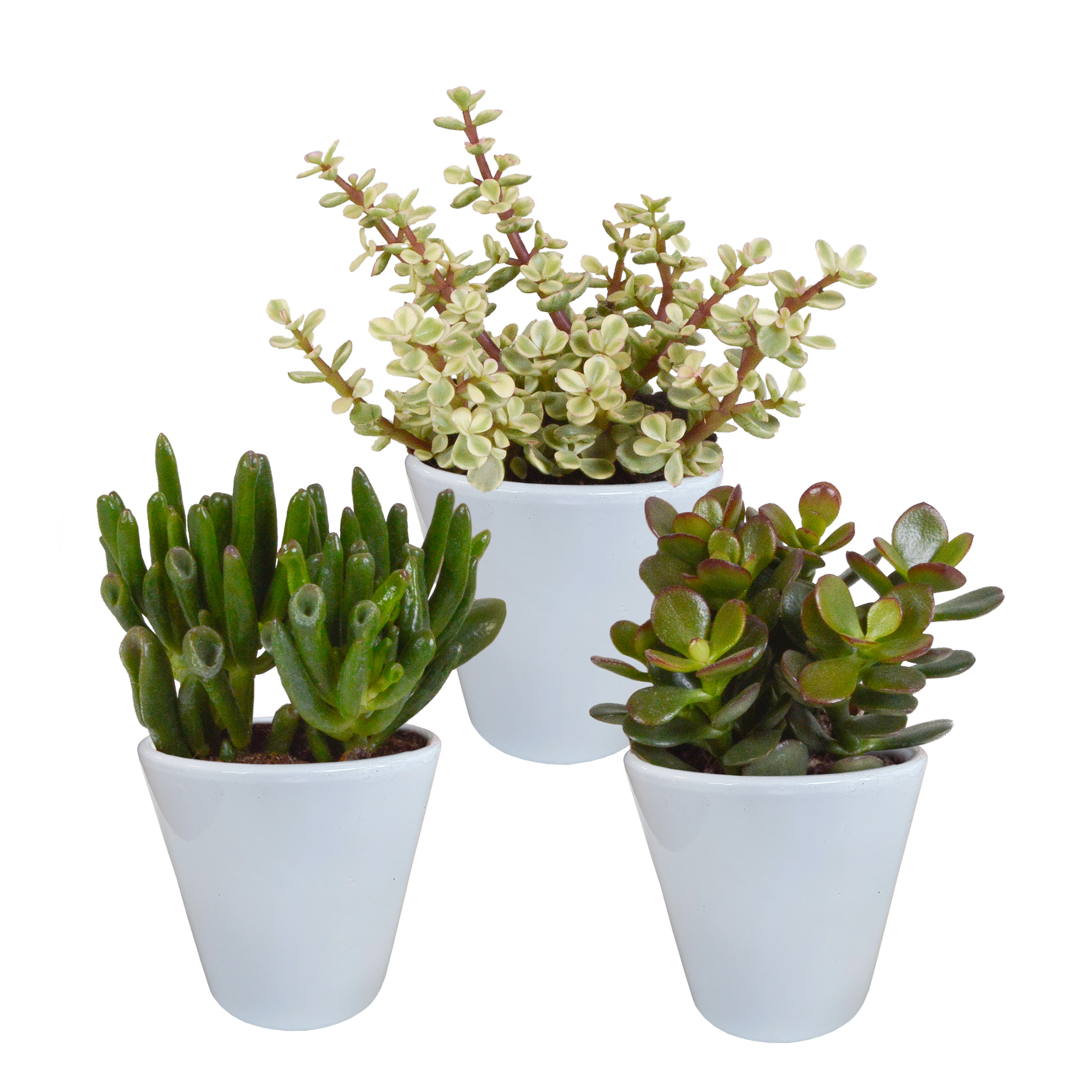 House of cactus Crassula mix 8.5 cm - 3x - in witte pot (8720618070166)