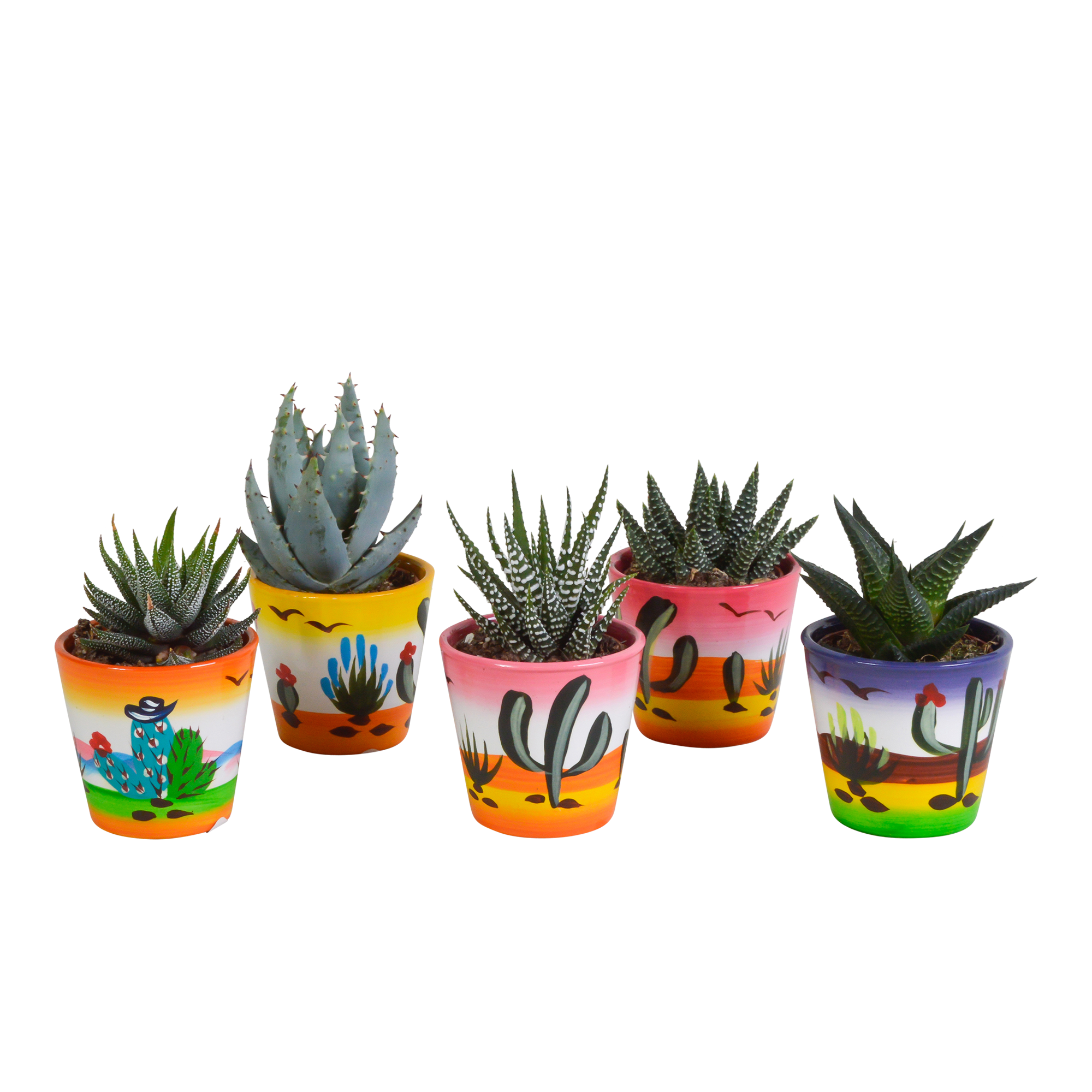 House of cactus Gasteria/Haworthia mix 5,5cm - 5x - in Mexicaanse pot (8720387961122)