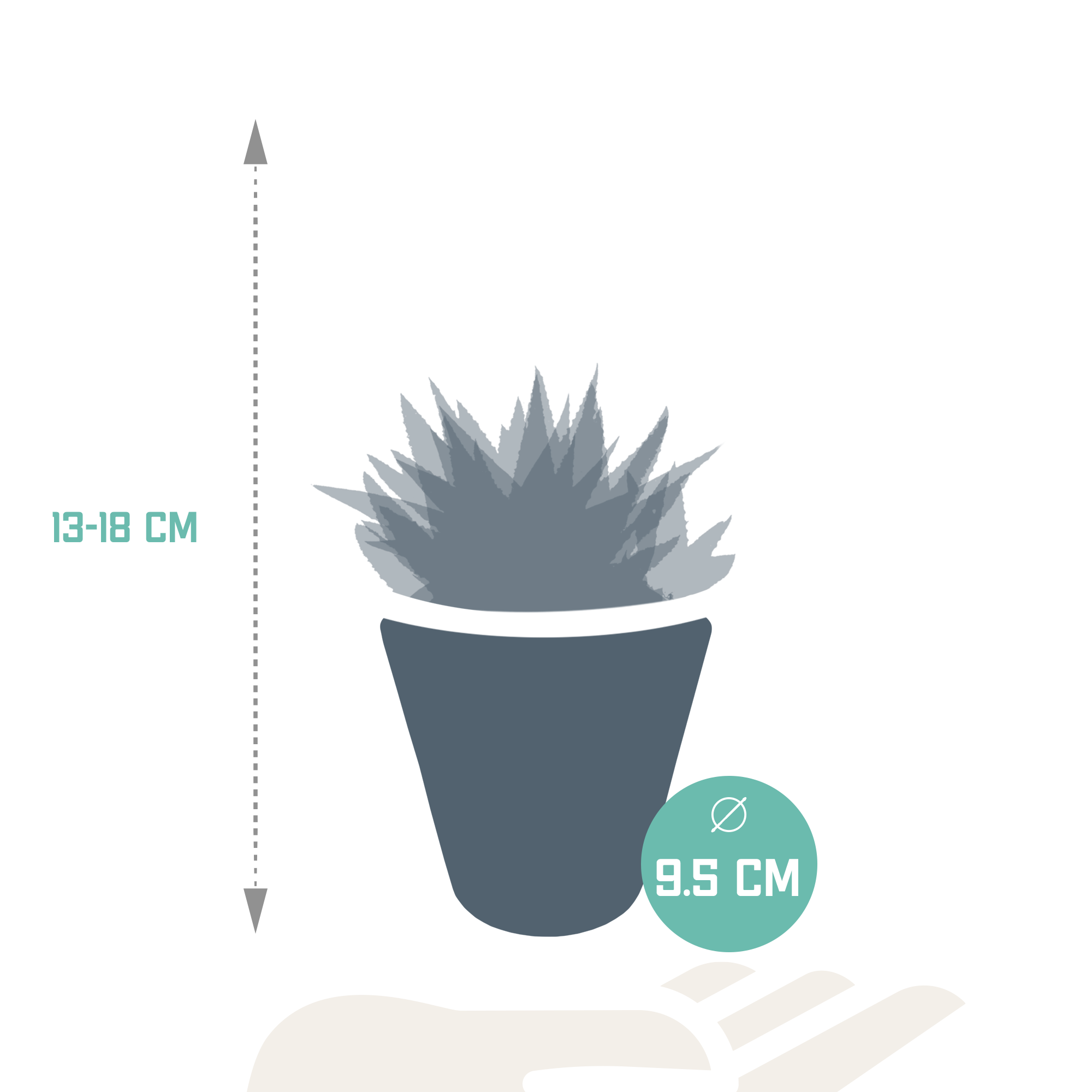 House of cactus Gasteria/Haworthia mix 8,5cm - 3x - in witte pot (8720618070180)