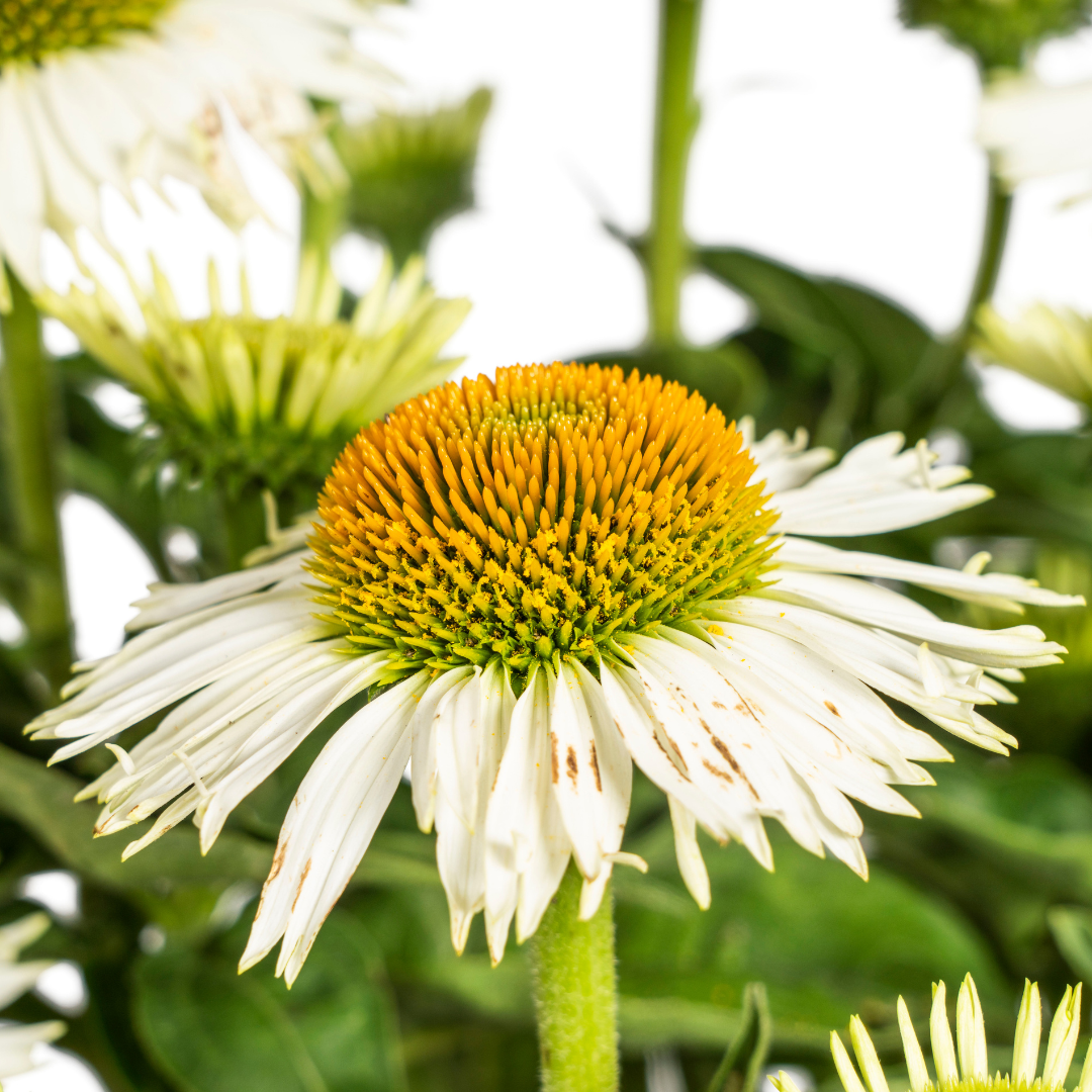Echinacea Purpurea White Ø19cm - ↕60 (49992)