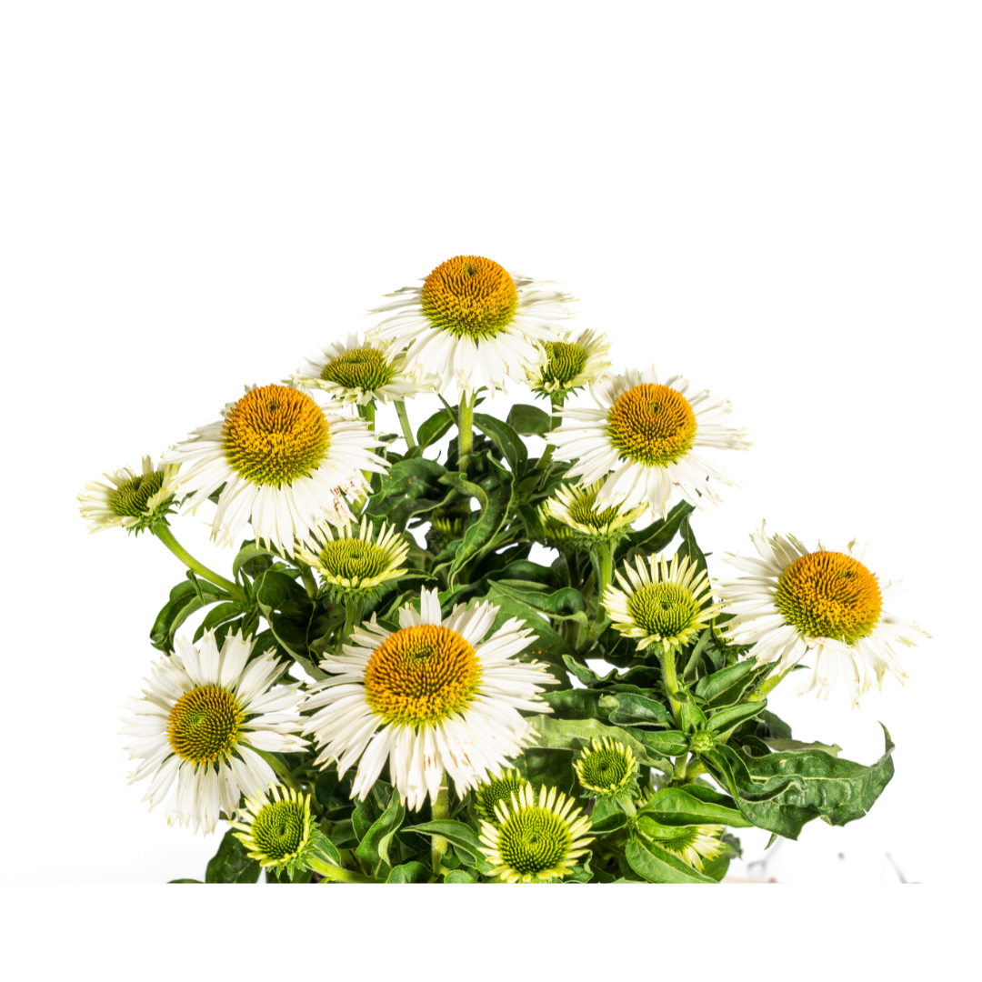 Echinacea Purpurea White Ø19cm - ↕60 (49992)