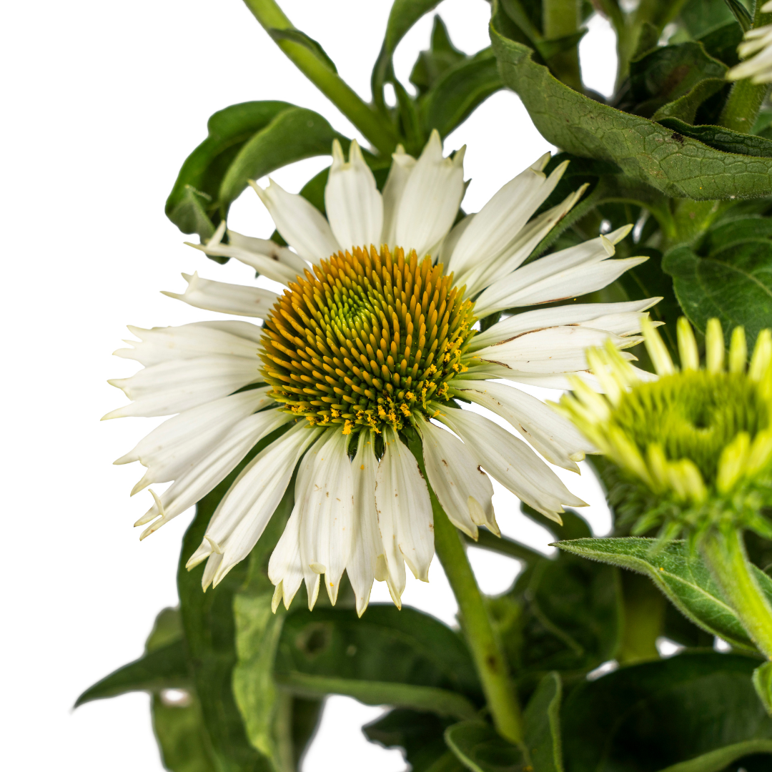 Echinacea Purpurea White Ø19cm - ↕60 (49992)