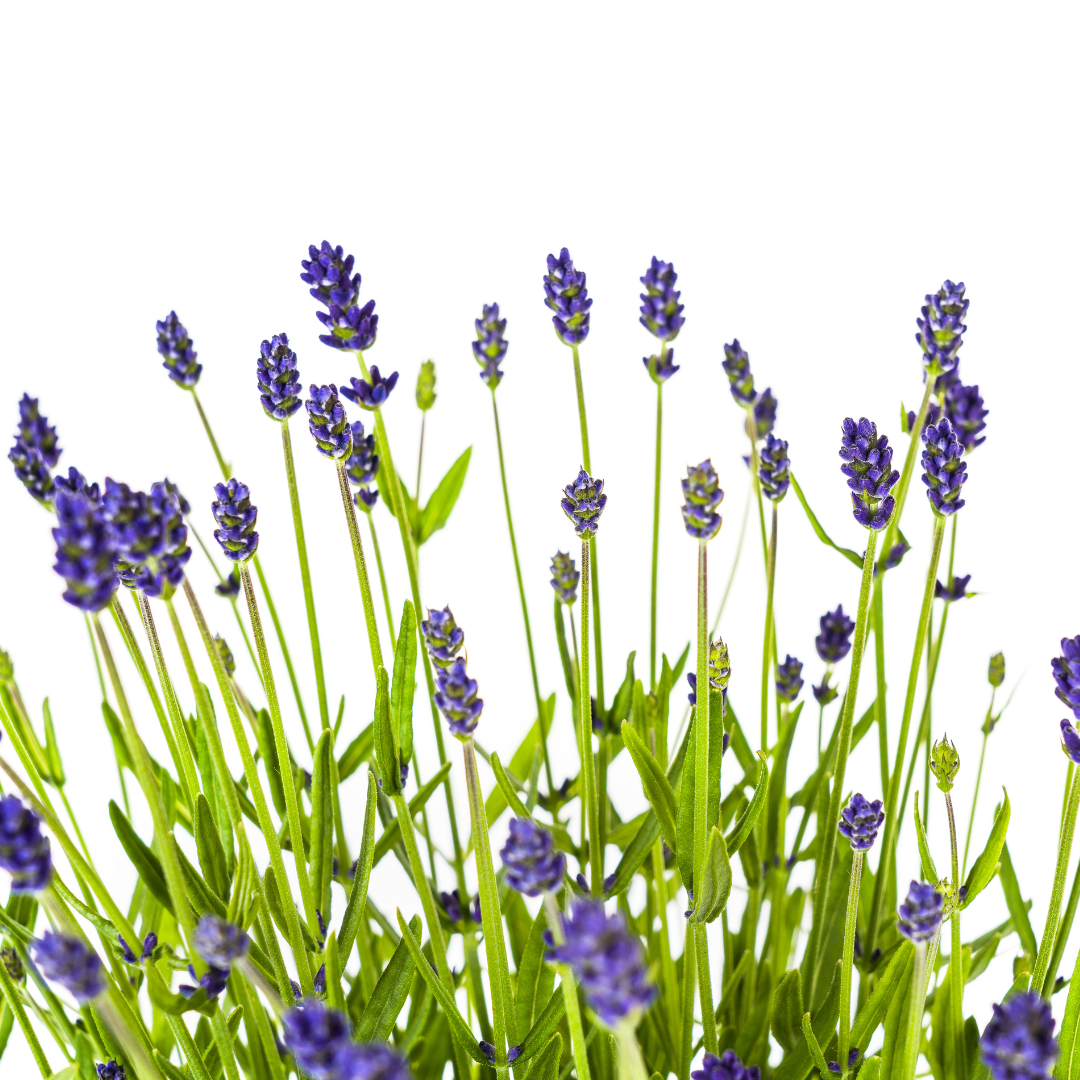 Lavandula Angustifolia Ø19cm - ↕40 (4250308309121)
