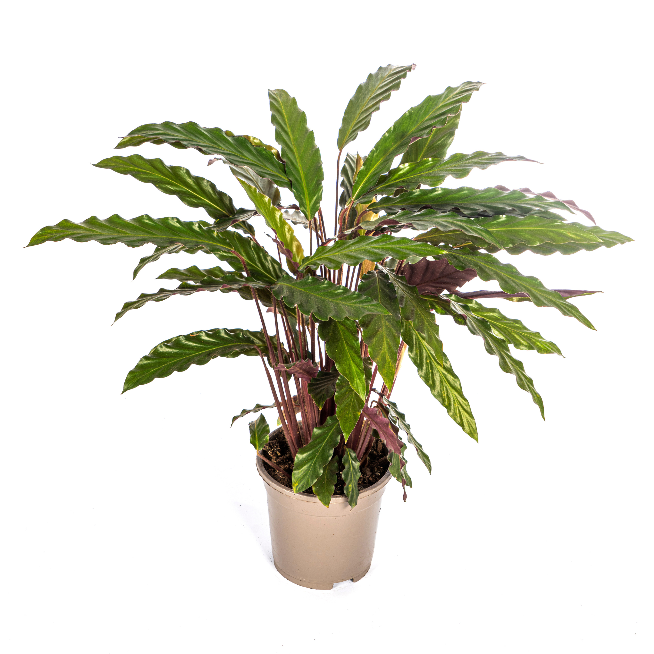 Calathea Rufibarba Ø17cm - ↕40 (4250308316457)