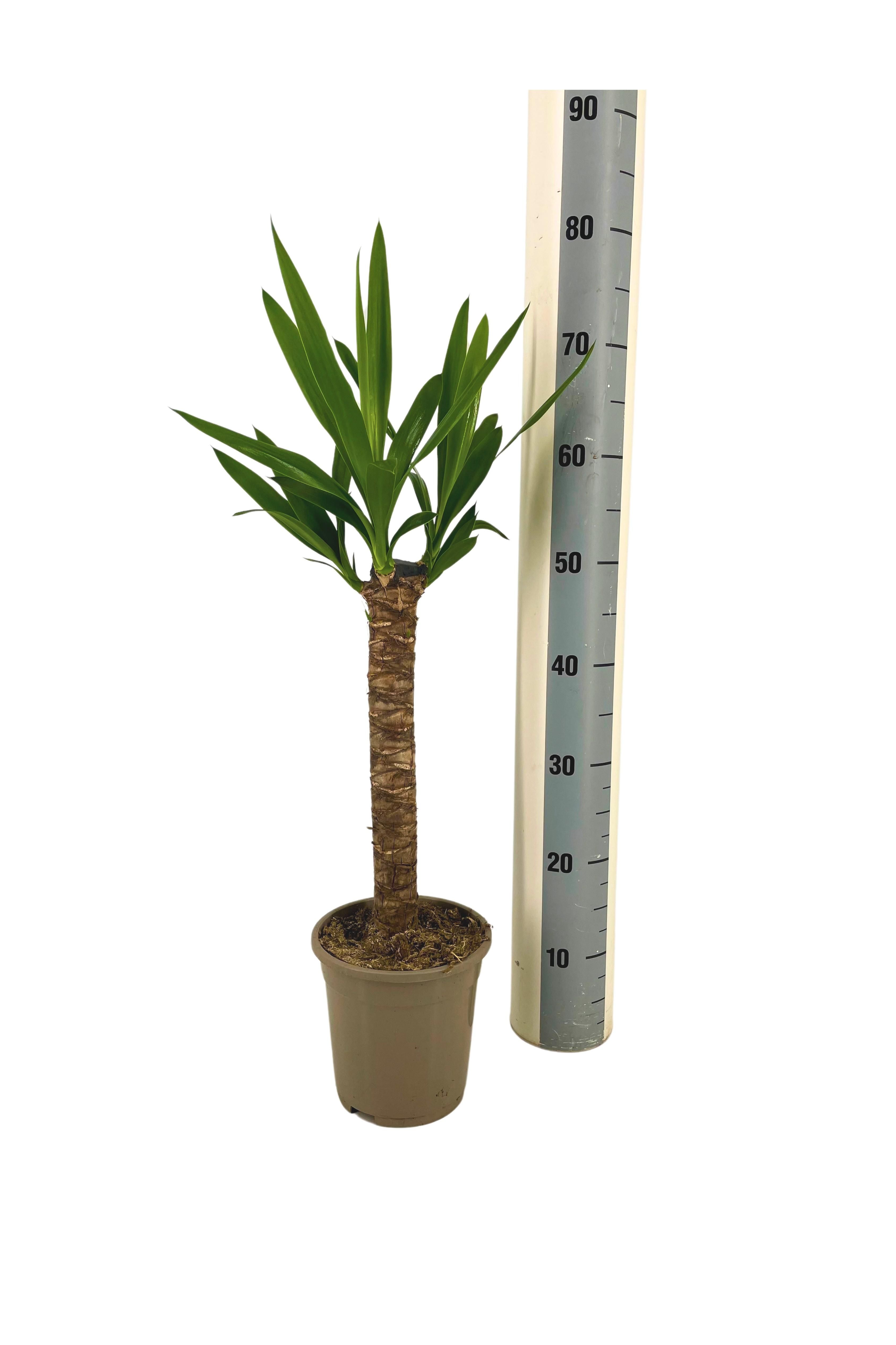 Yucca Elephantipes Ø17cm - ↕60 (4250308315948)