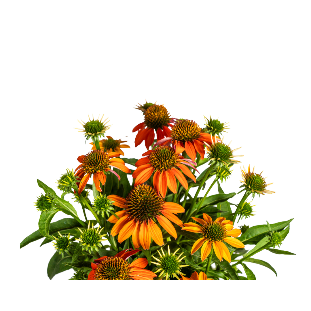 Echinacea Purpurea Orange Ø19cm - ↕60 (49988)