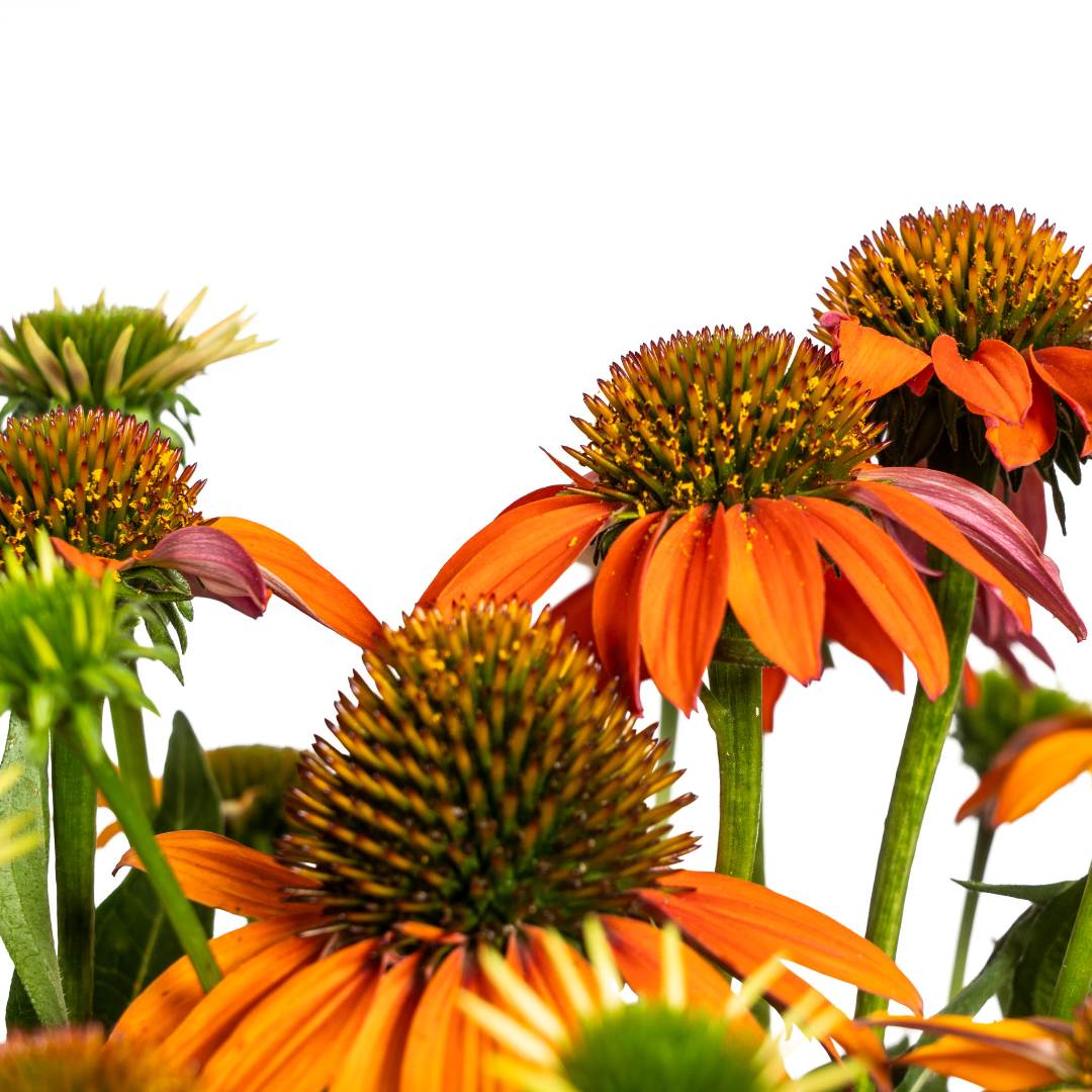 Echinacea Purpurea Orange Ø19cm - ↕60 (49988)