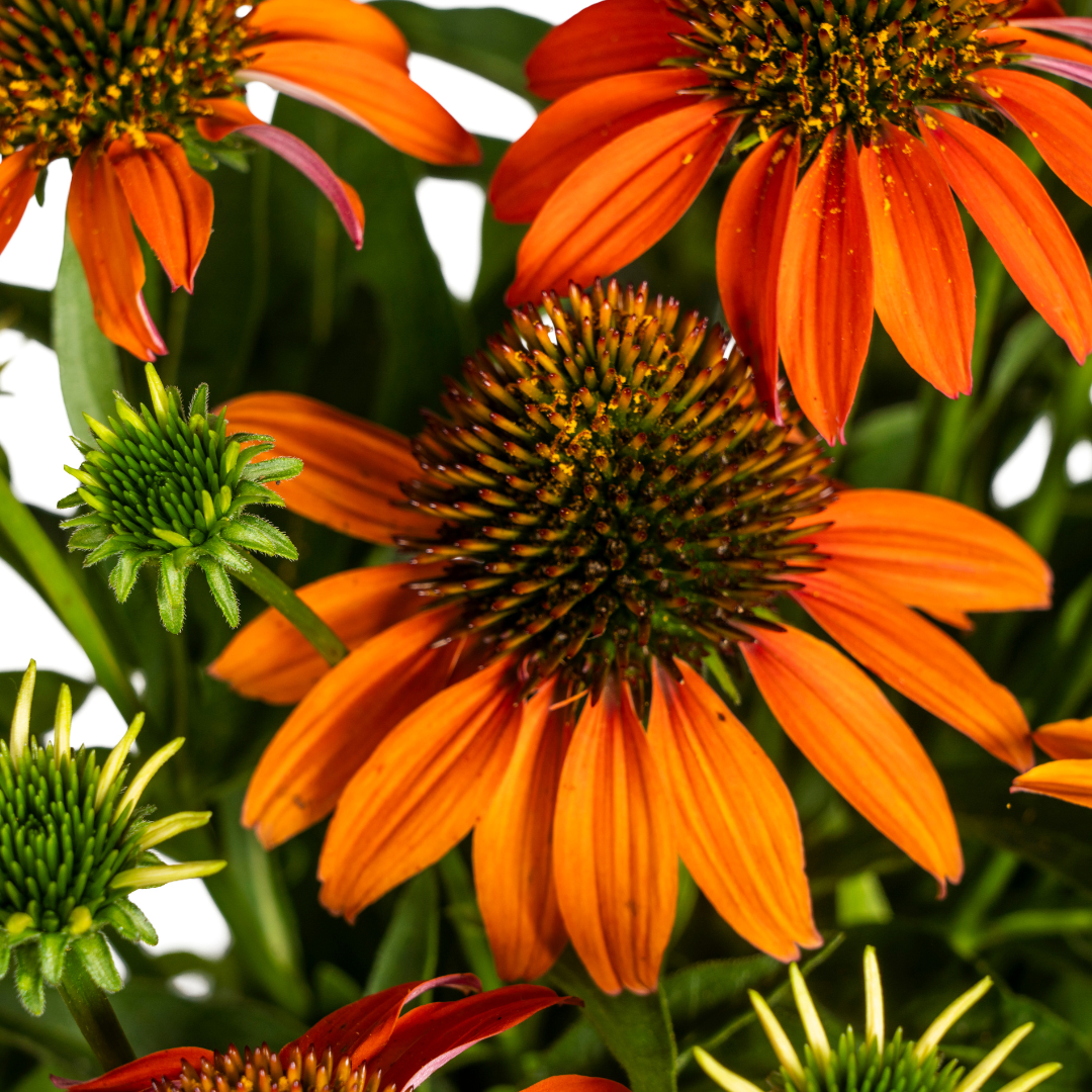 Echinacea Purpurea Orange Ø19cm - ↕60 (49988)