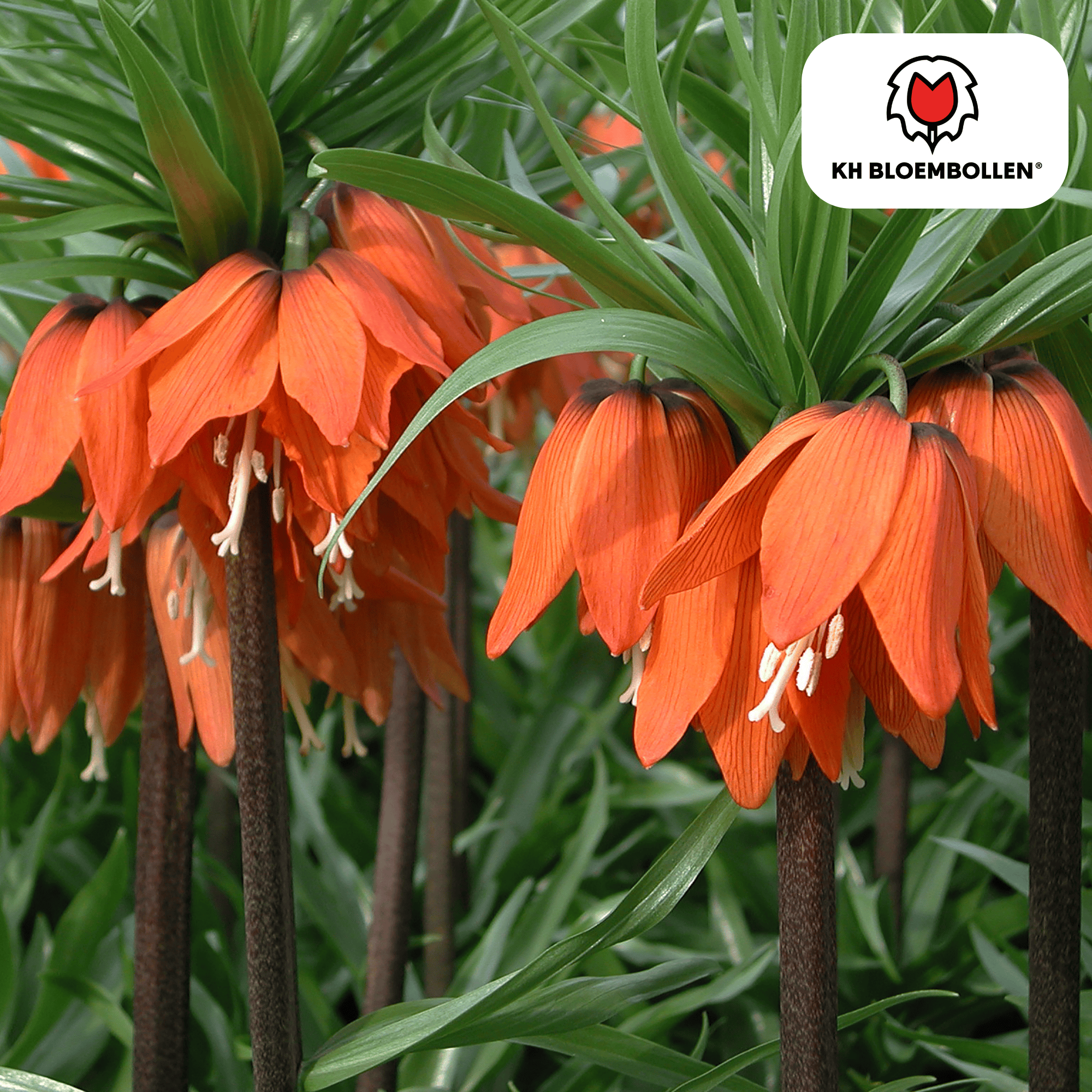 Kh bloembollen Fritillaria Keizerskroon Rubra rood/oranje 5 stuks (51401)