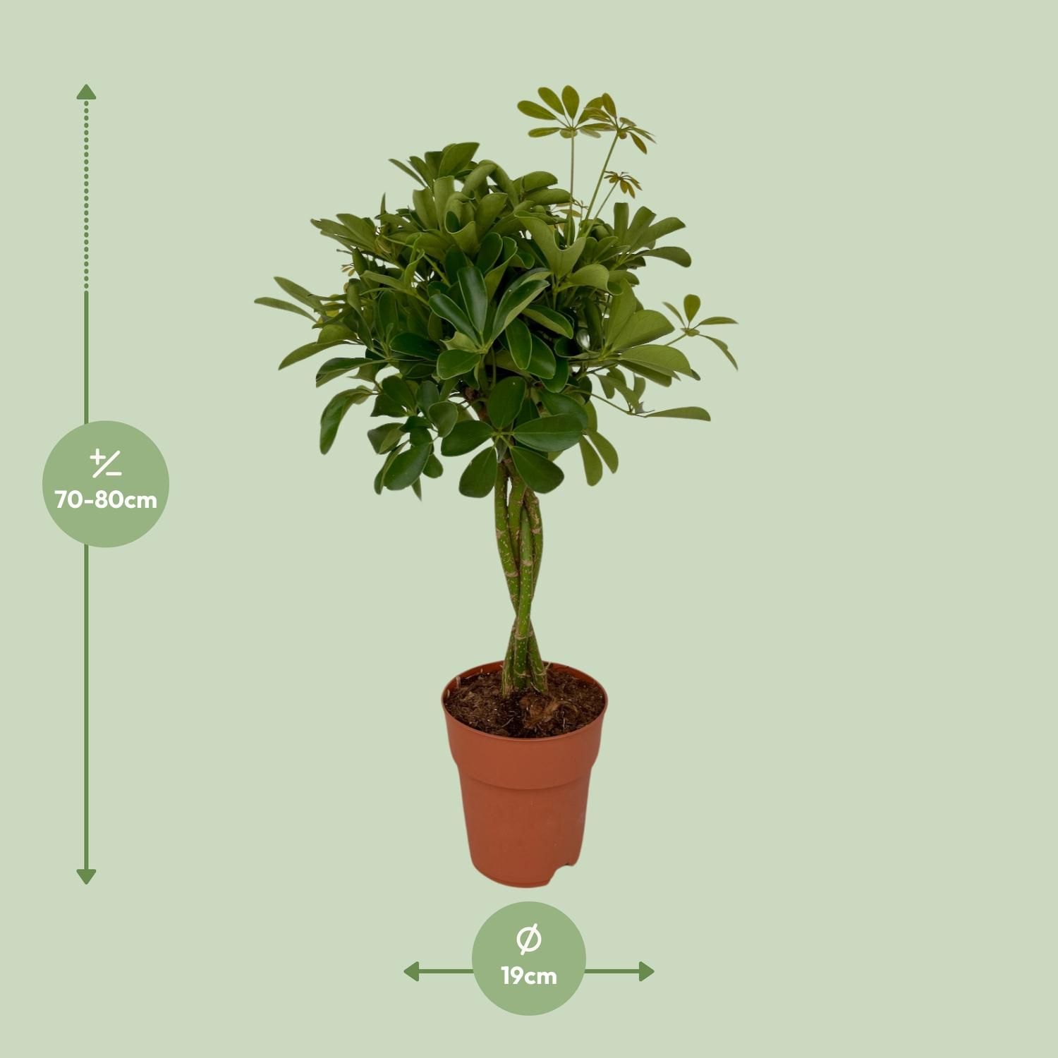 Schefflera Compacta (8655)