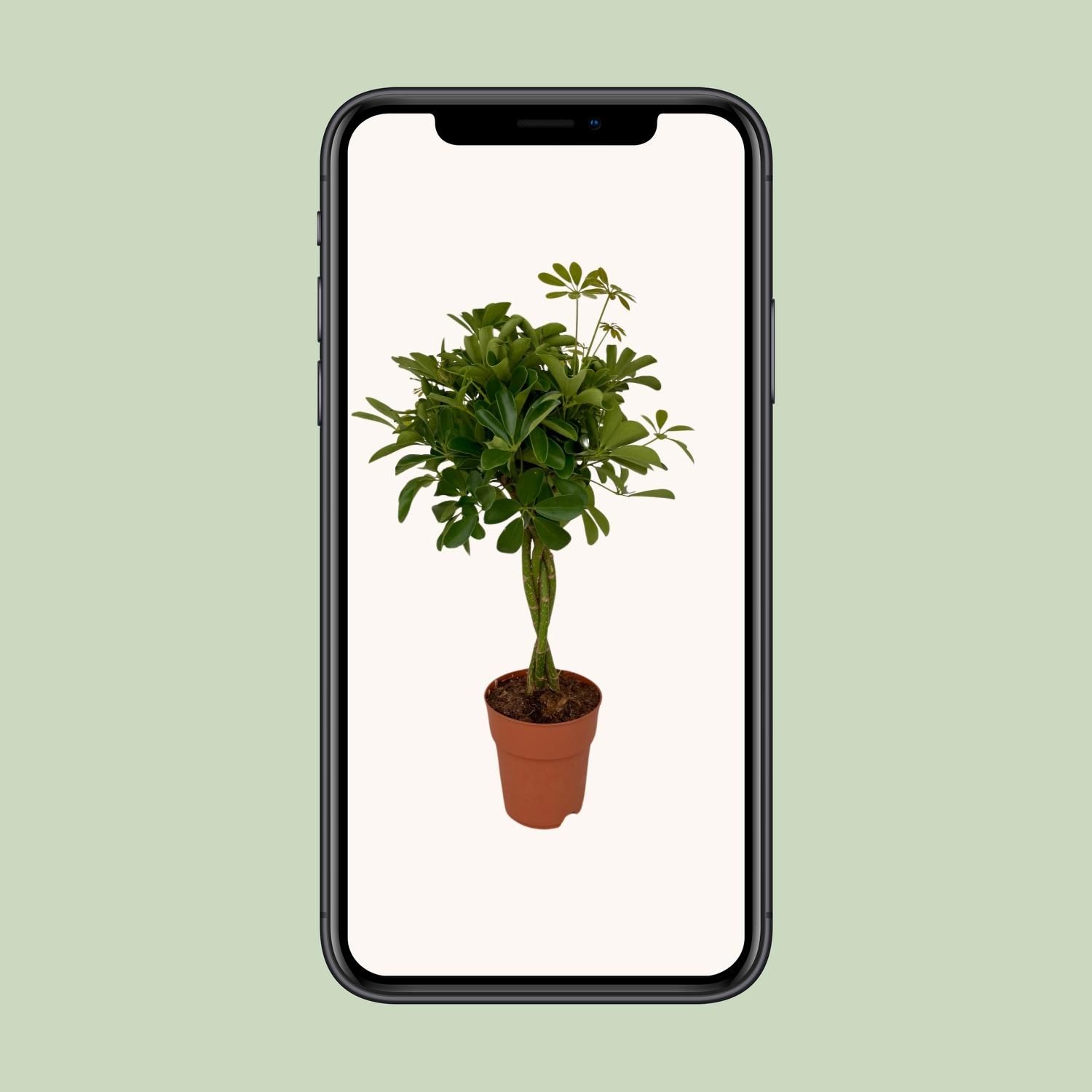Schefflera Compacta (8655)