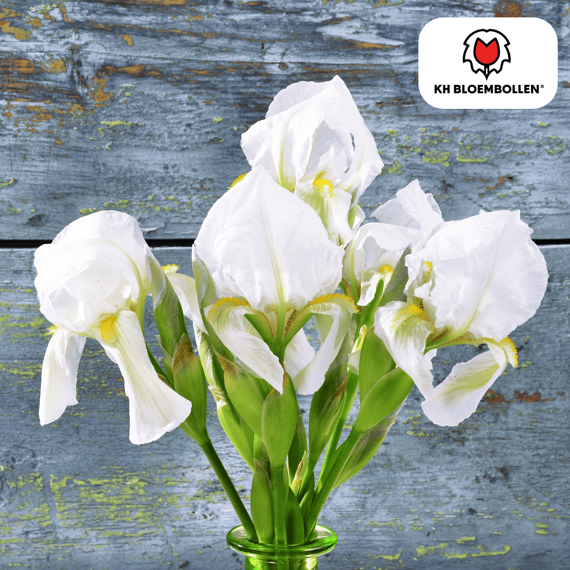 Kh bloembollen Iris Alaska 25 stuks (51419)