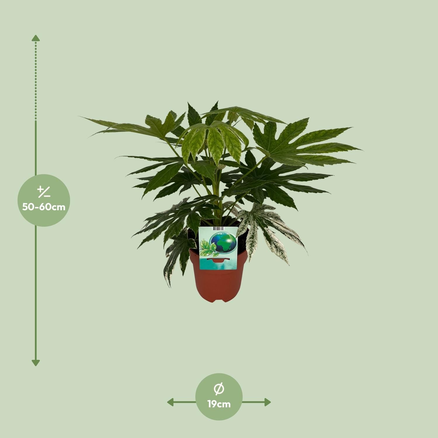 Fatsia Japonica Variegata (8673)